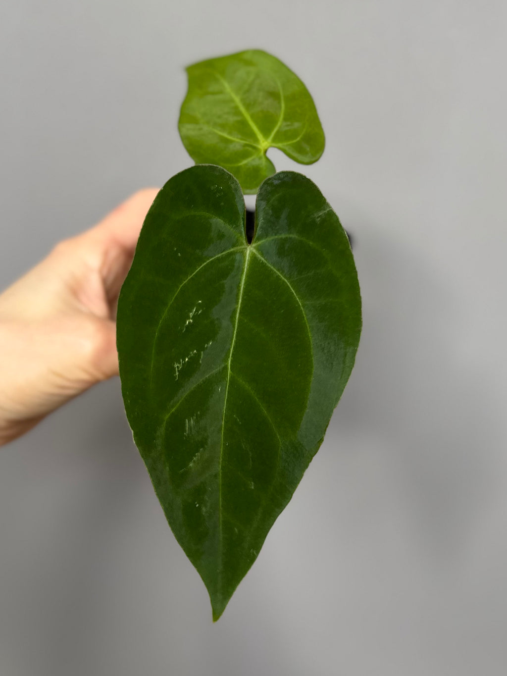 Anthurium magnificum x papillilaminum