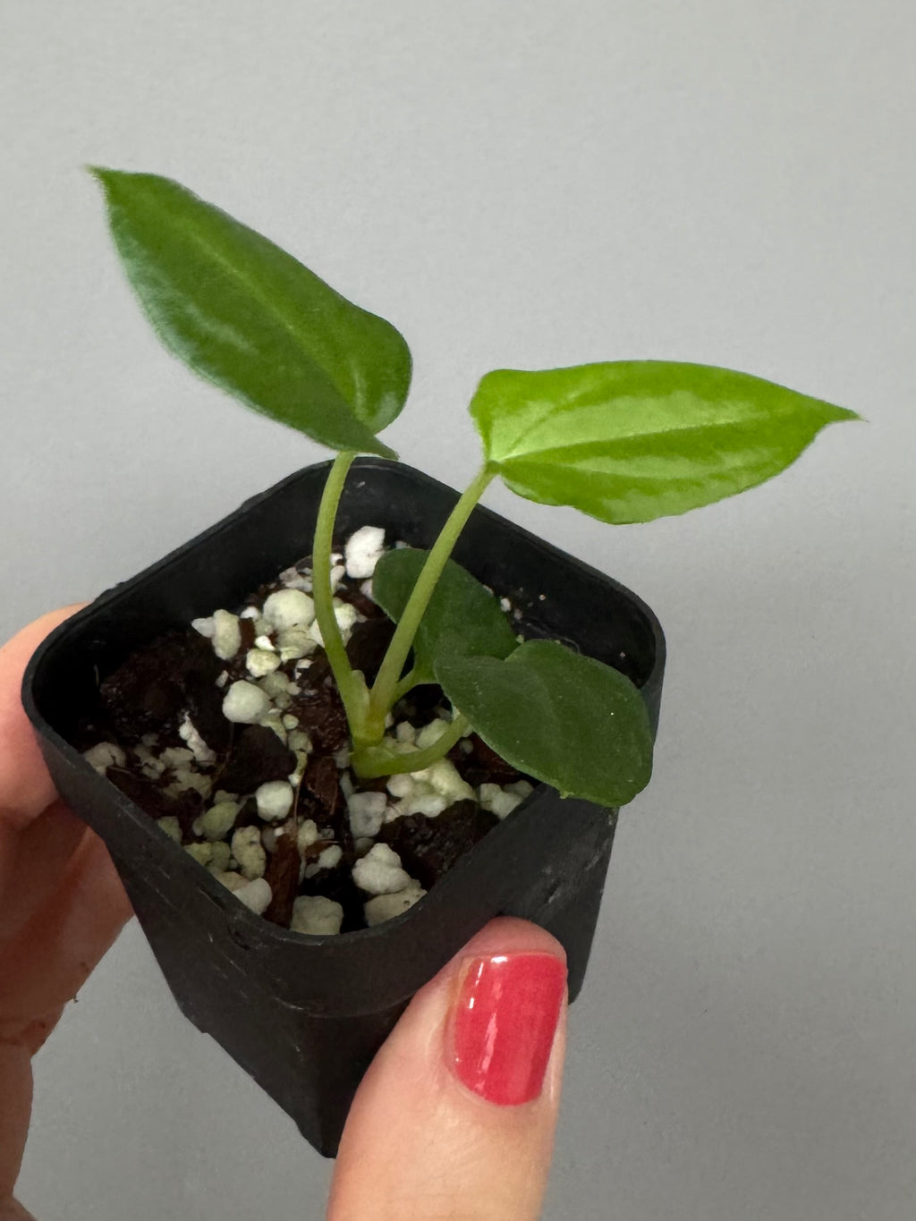 Anthurium (NoID x Papi Indo #2) x  (NoID x Papi Indo #1)