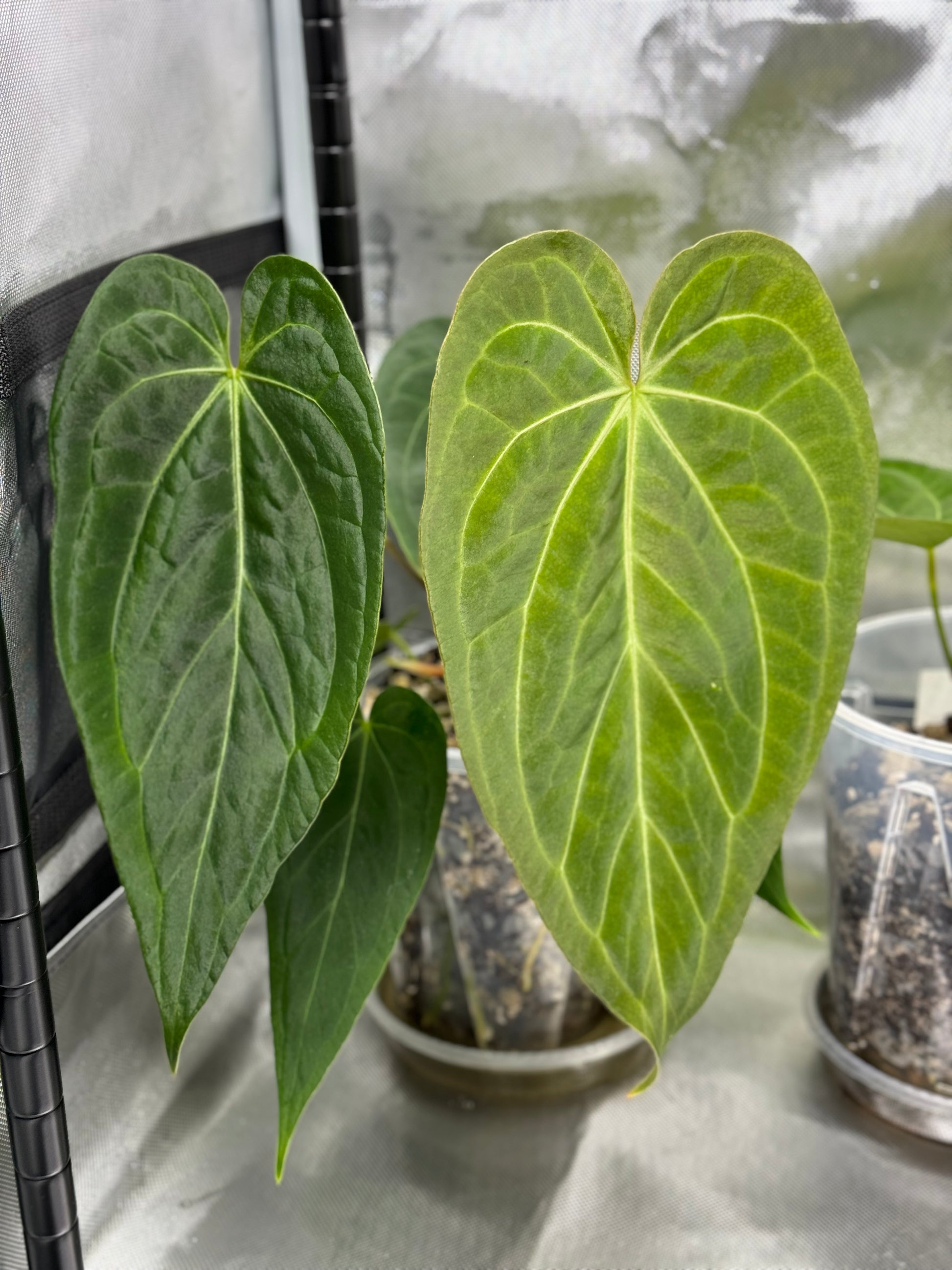 *NEW* (PapillilaminumX x (KOS x Silver Blush)) X (NSE Red Crystallinum x carlablackiae)- gekeimter Samen