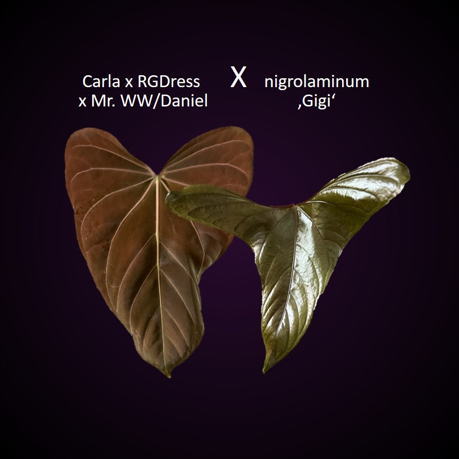 **NEW** Anthurium ((Carla x RG dressleri) x Mr. Worldwide / or Papillilaminum Daniel) x nigrolaminum Gigi - germinated seeds