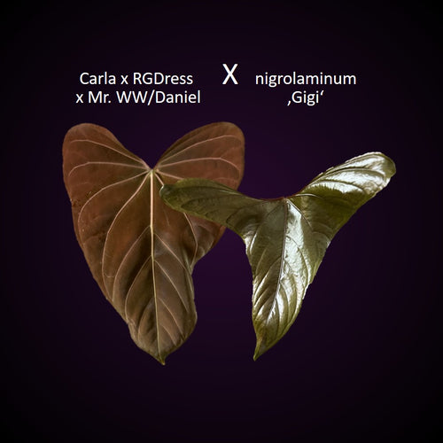 **NEW** Anthurium ((Carla x RG dressleri) x Mr. Worldwide / or Papillilaminum Daniel) x nigrolaminum Gigi - Gekeimte Samen