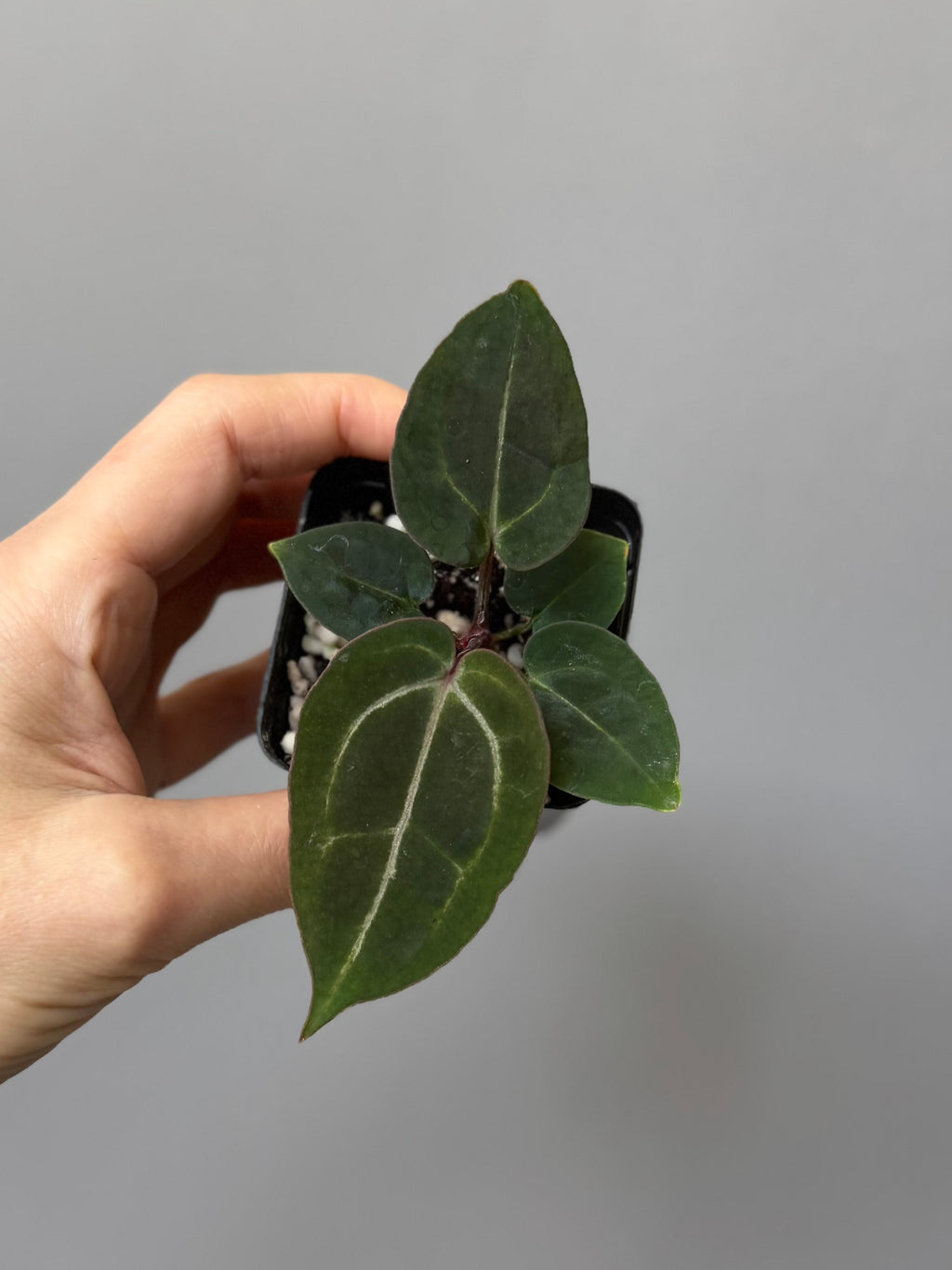 Anthurium (ZxM) x  (NSE Red Crystallinum x Carlablackiae)