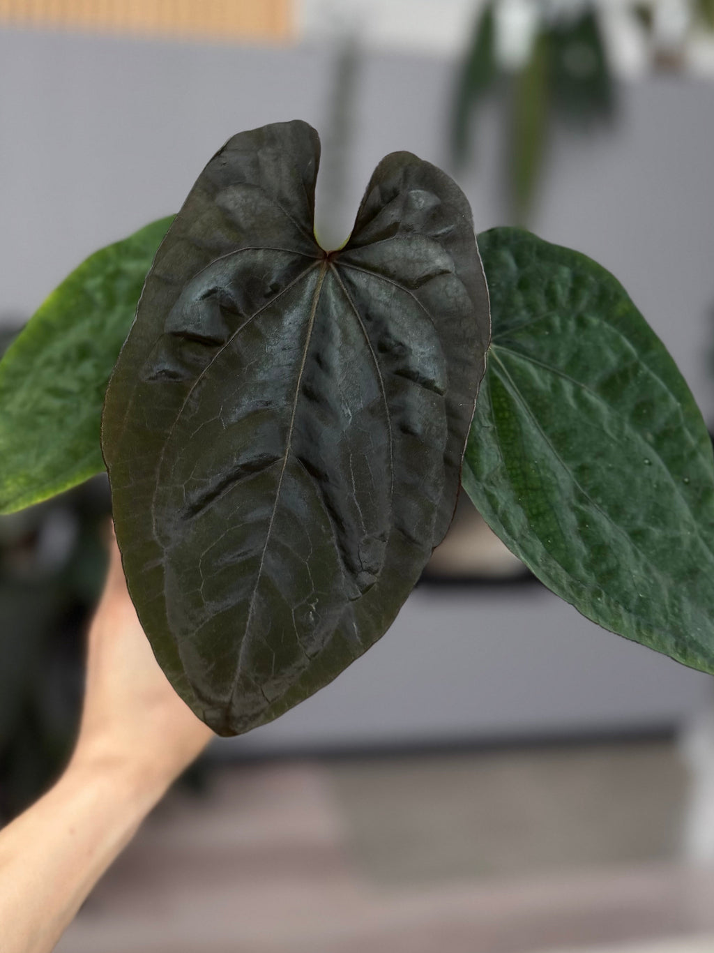 Anthurium Dressleri RG F2 x black (Grant)