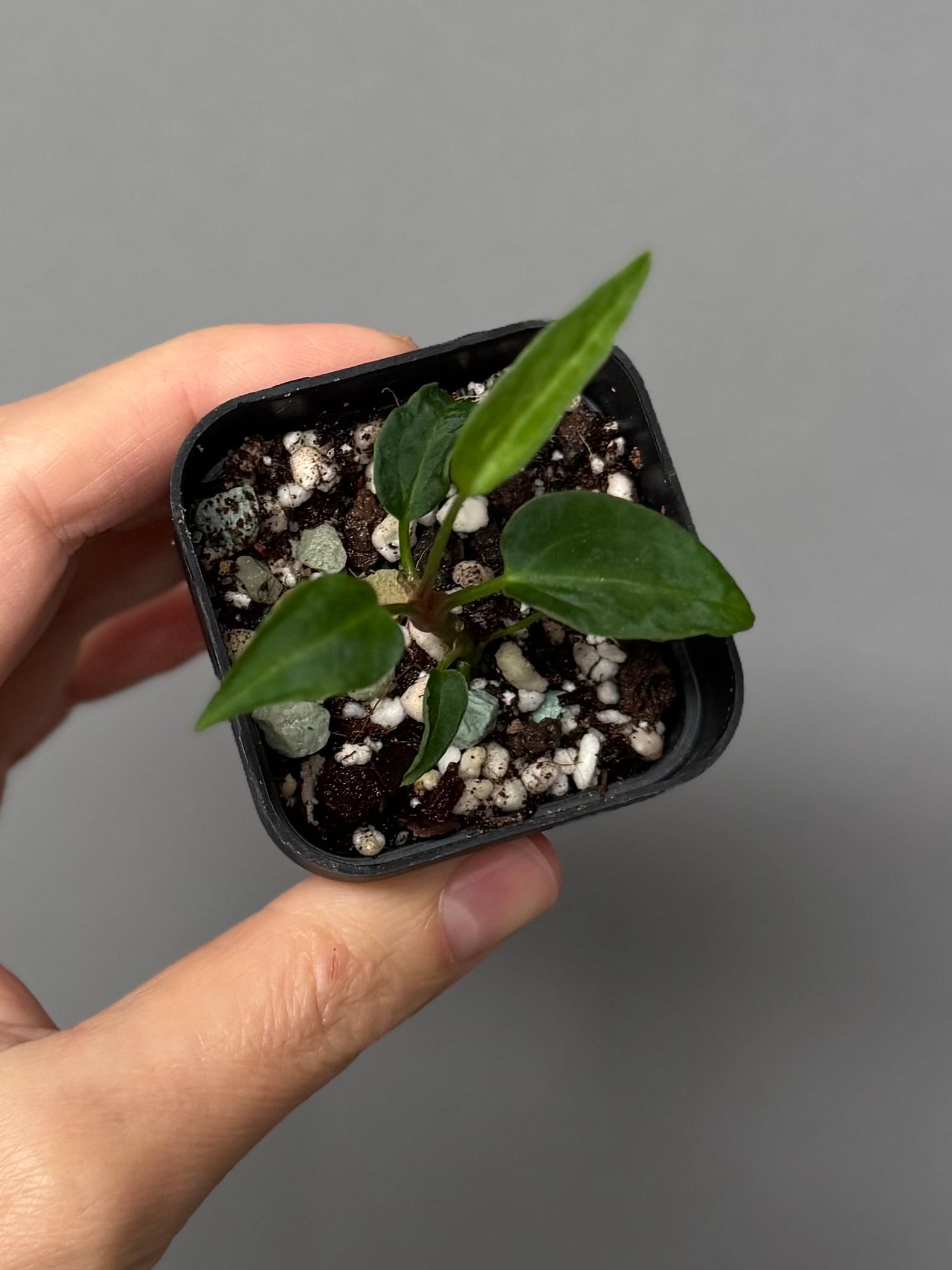 Anthurium ((magnificum x crystallinum) x NoID) X Papillilaminum - mutation 1