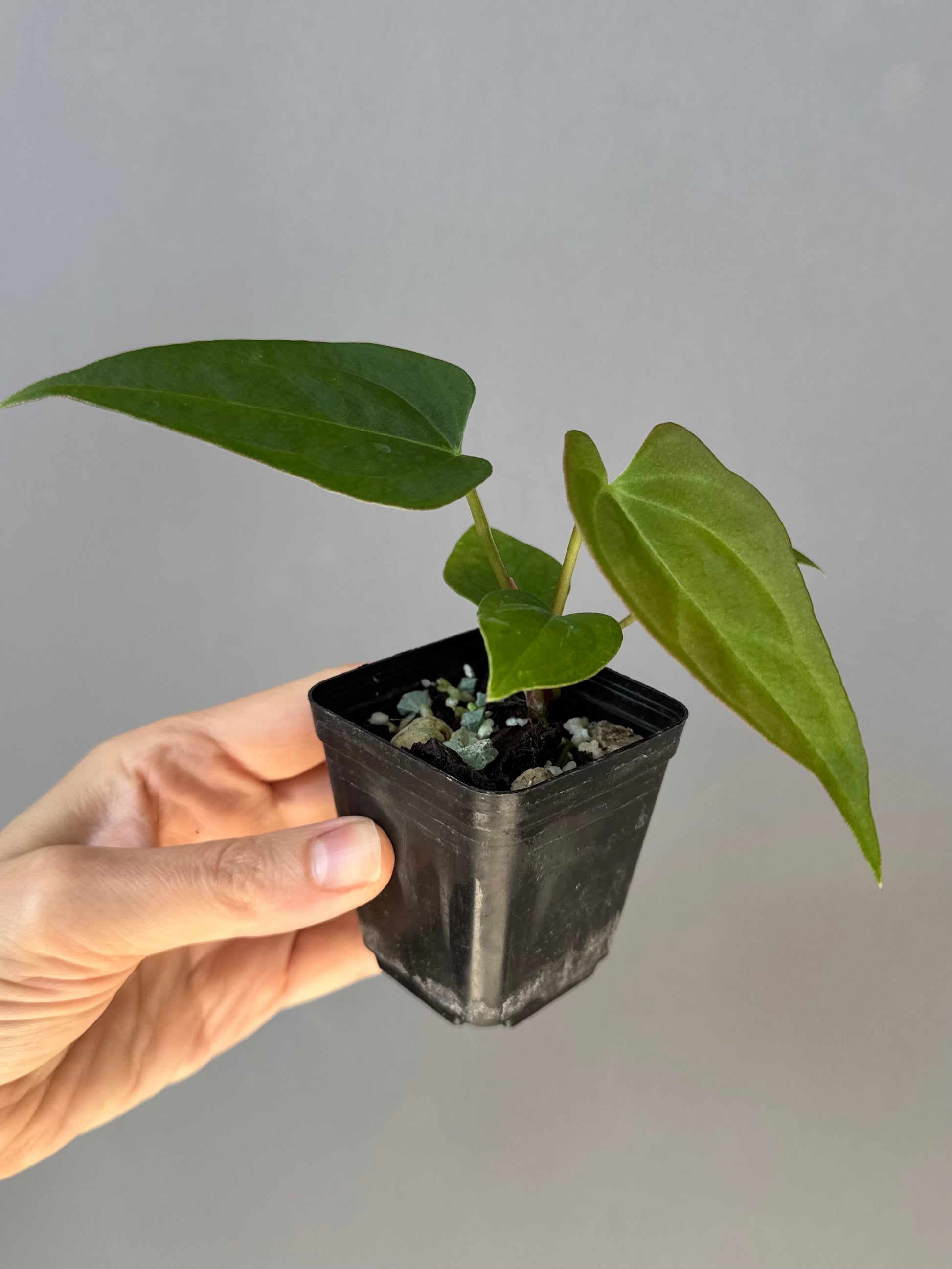 Anthurium Papillilaminum Hybrid xself