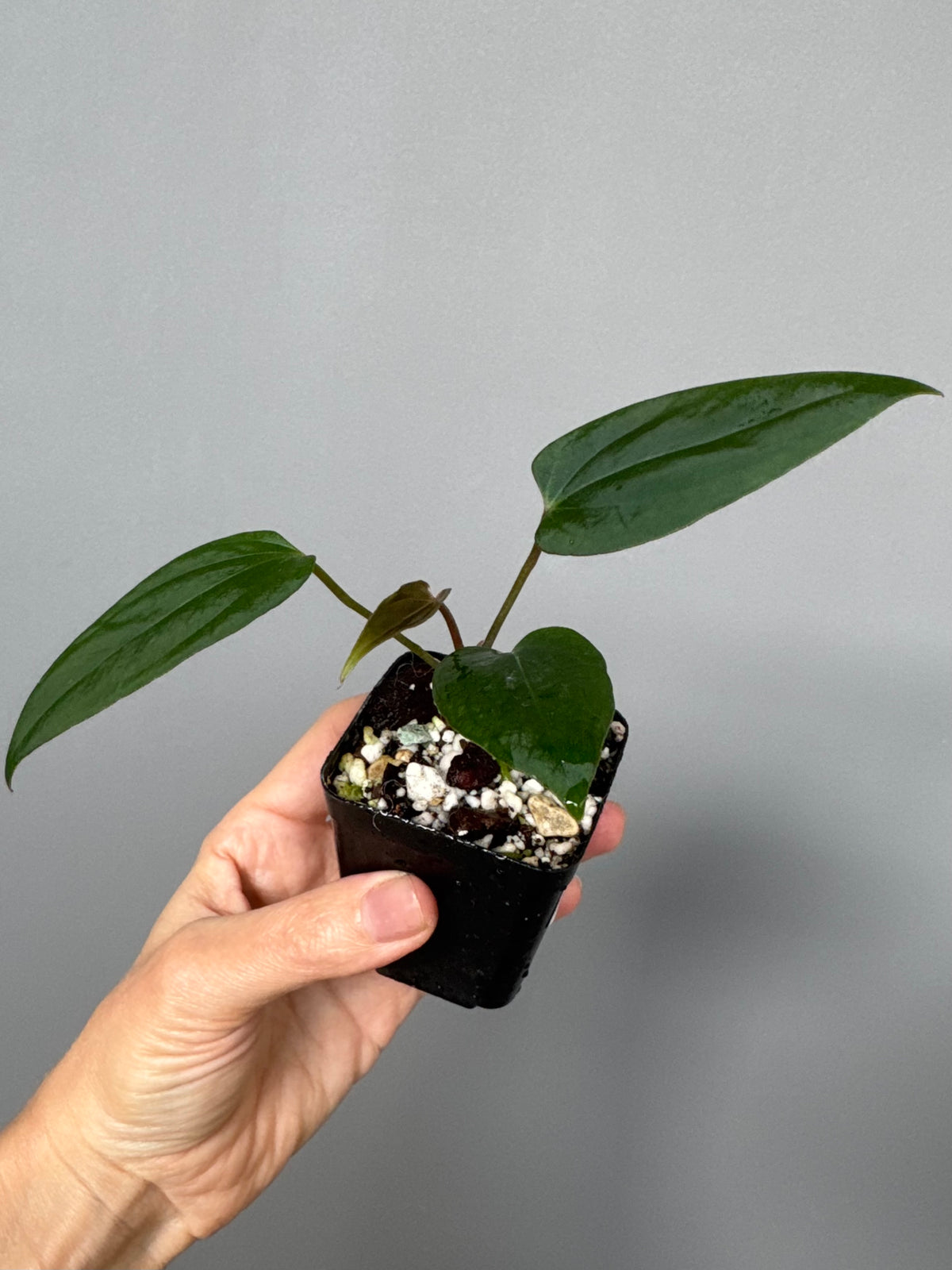 Anthurium portillae ‚Dorito‘ Klon Ableger