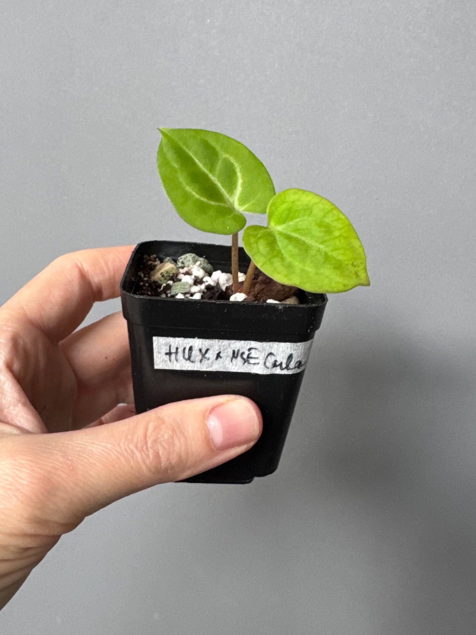 Anthurium (Complex KOS/HU hybrid) x NSE Carlablackiae (by nordicplantdiary)