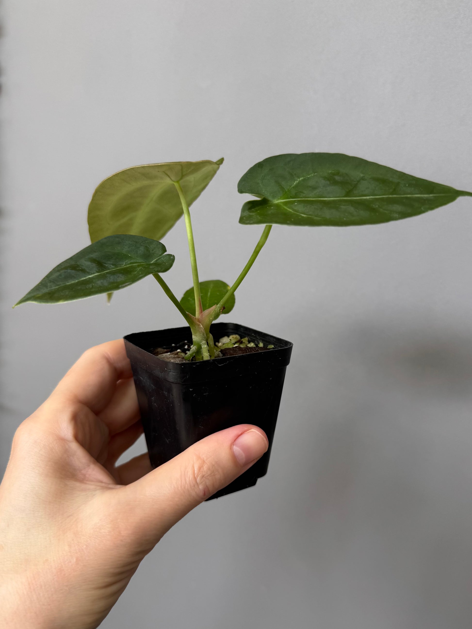 Anthurium forgetii (White Stripes x Dark Form)