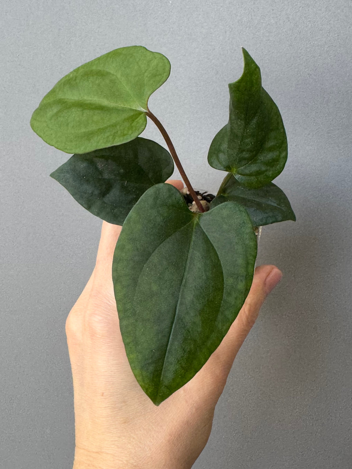 Anthurium ((BVEP x Portillae Dorito) x (Dark Phoenix x Goliath)) x (Fort Sherman x RVDP)