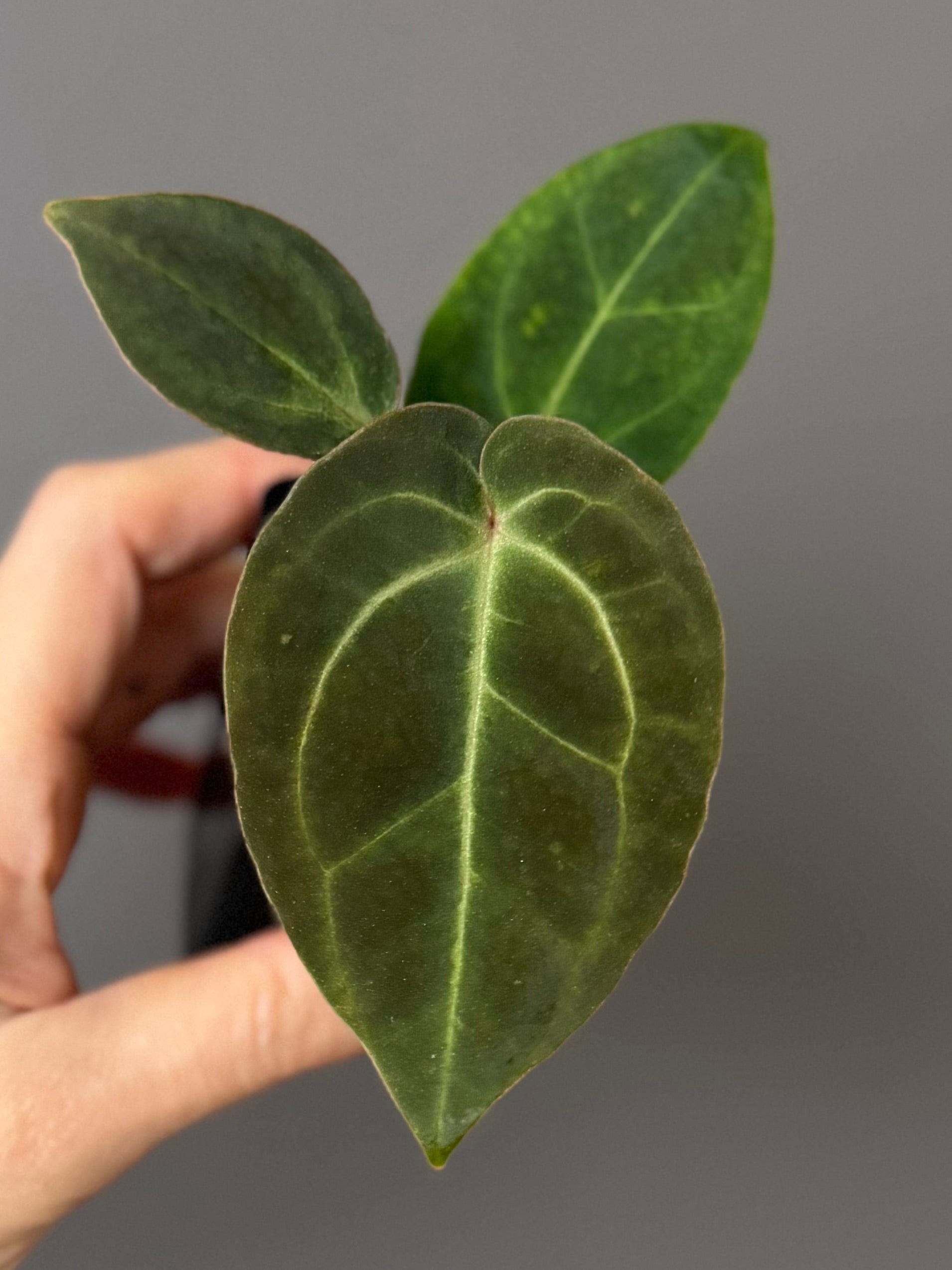 Anthurium Besseae aff.