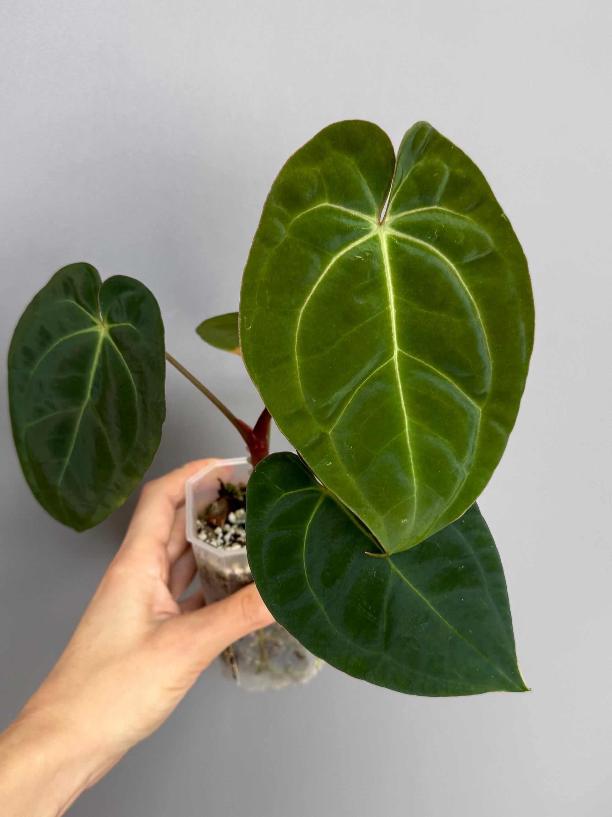 Anthurium papillilaminum x besseae aff. - Plant A