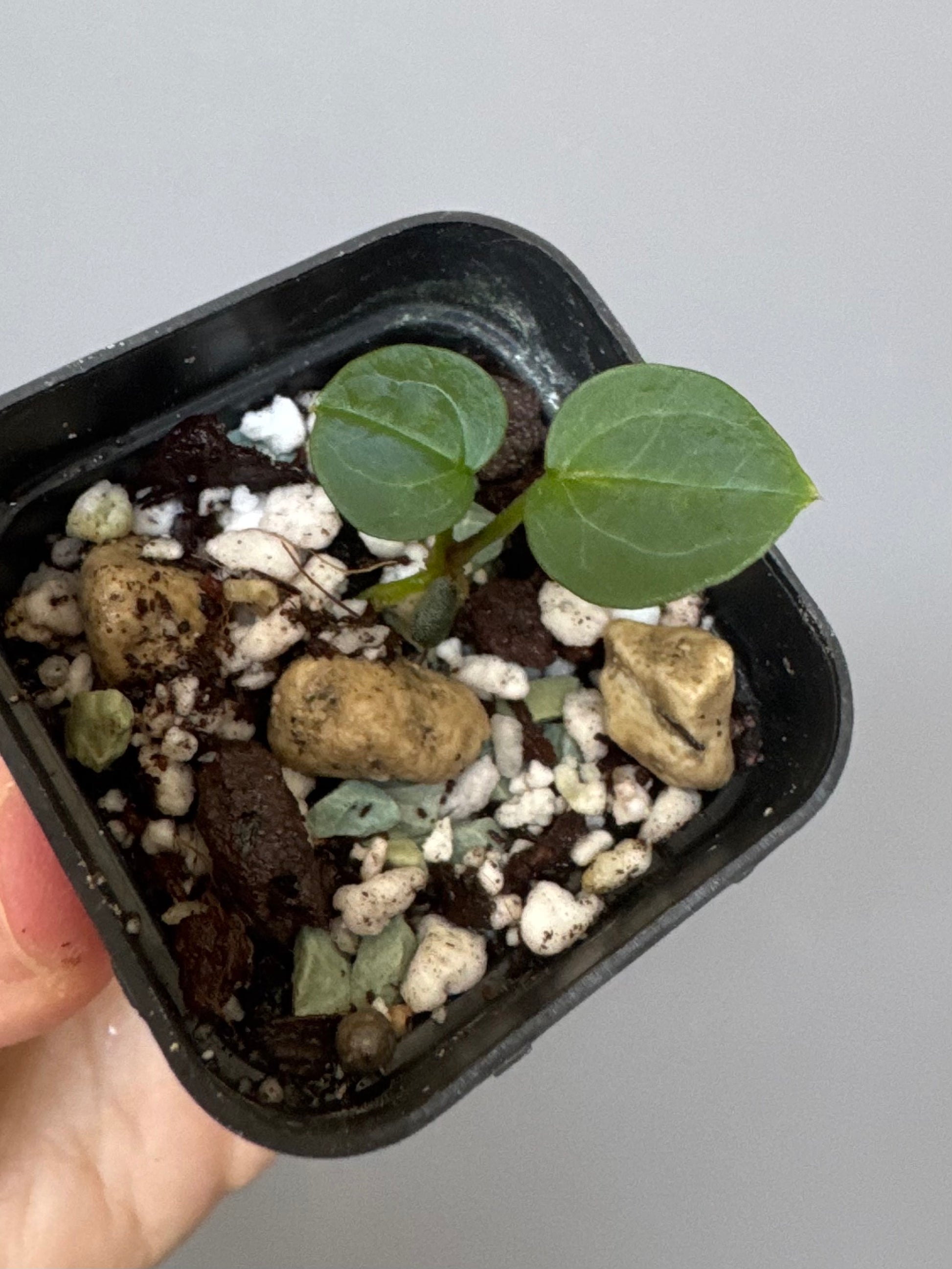 Anthurium (Crystal Select Color x Michelle) xself