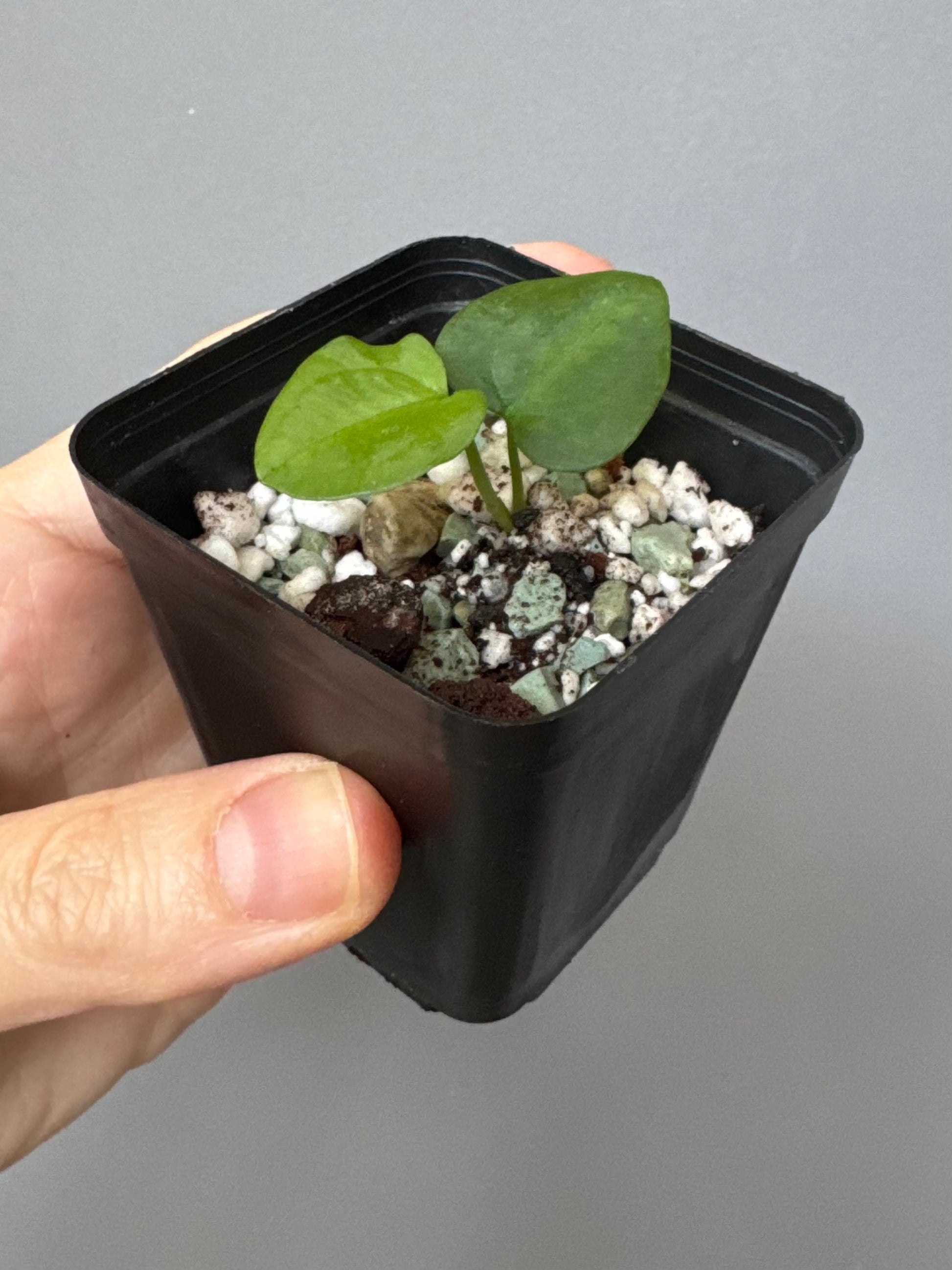 Anthurium ((RLxFS x Carla) x RVDP) xself