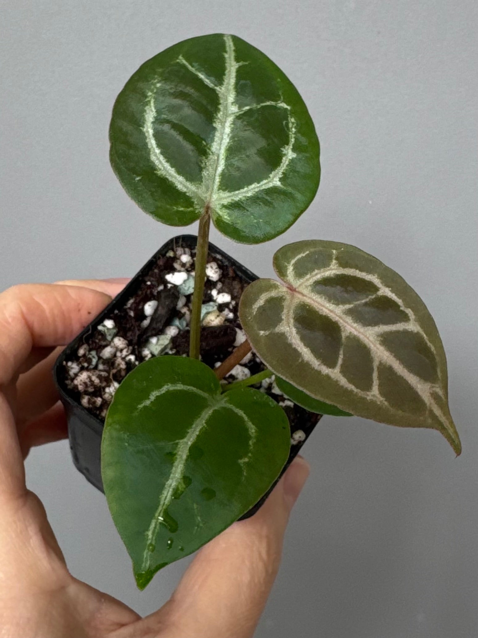 Anthurium Silver Blush x Michelle