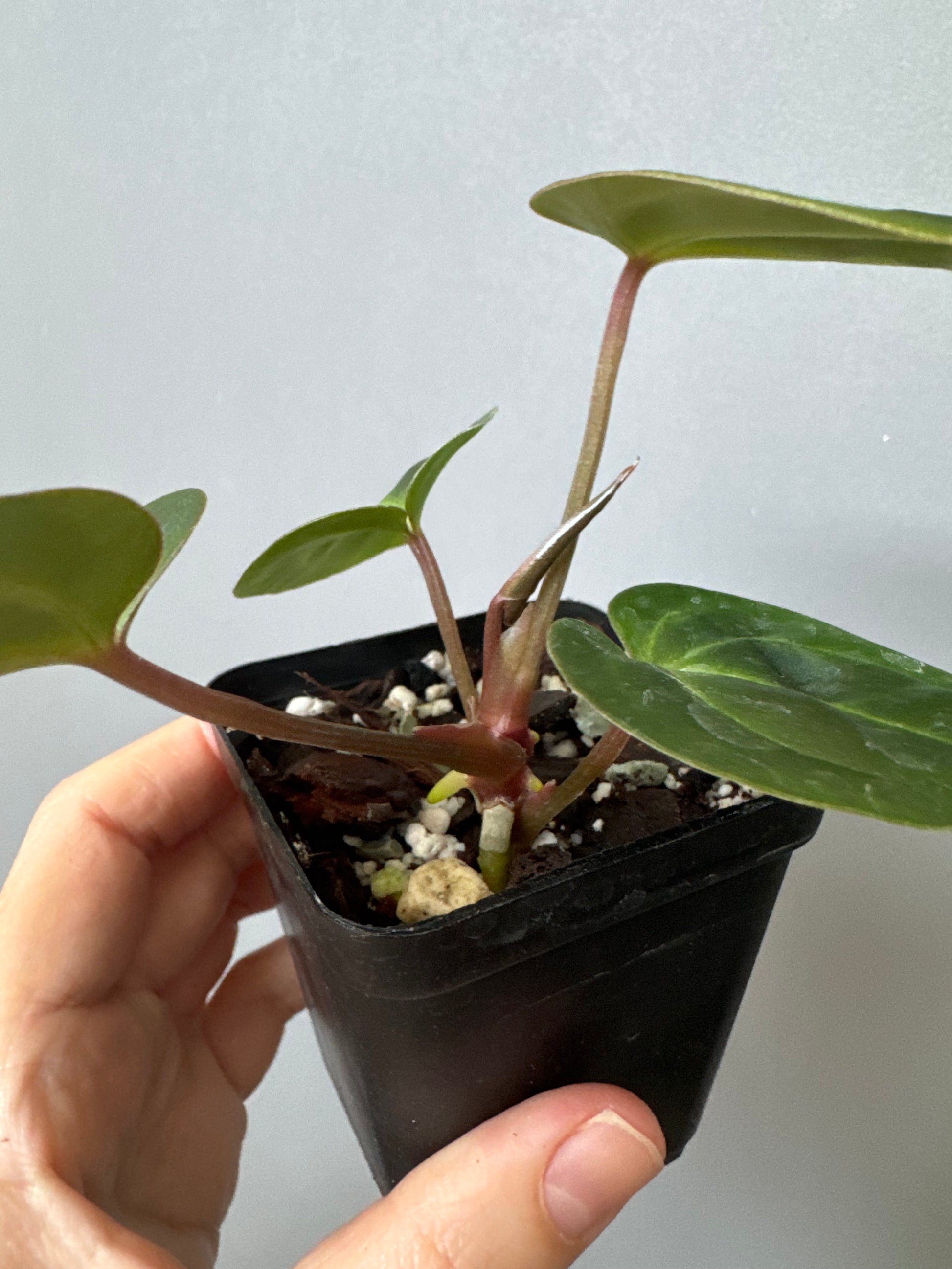 Anthurium Besseae aff. (#1)