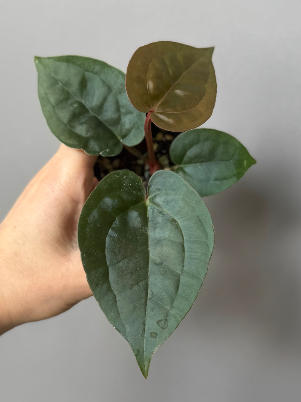 Anthurium ZxM x luxurians