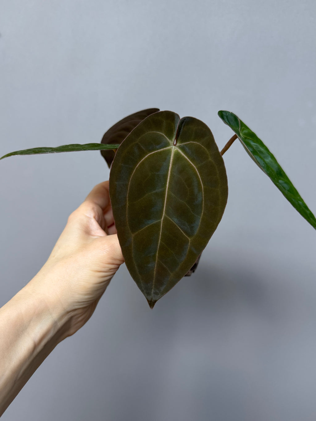 Anthurium papillilaminum x Michelle