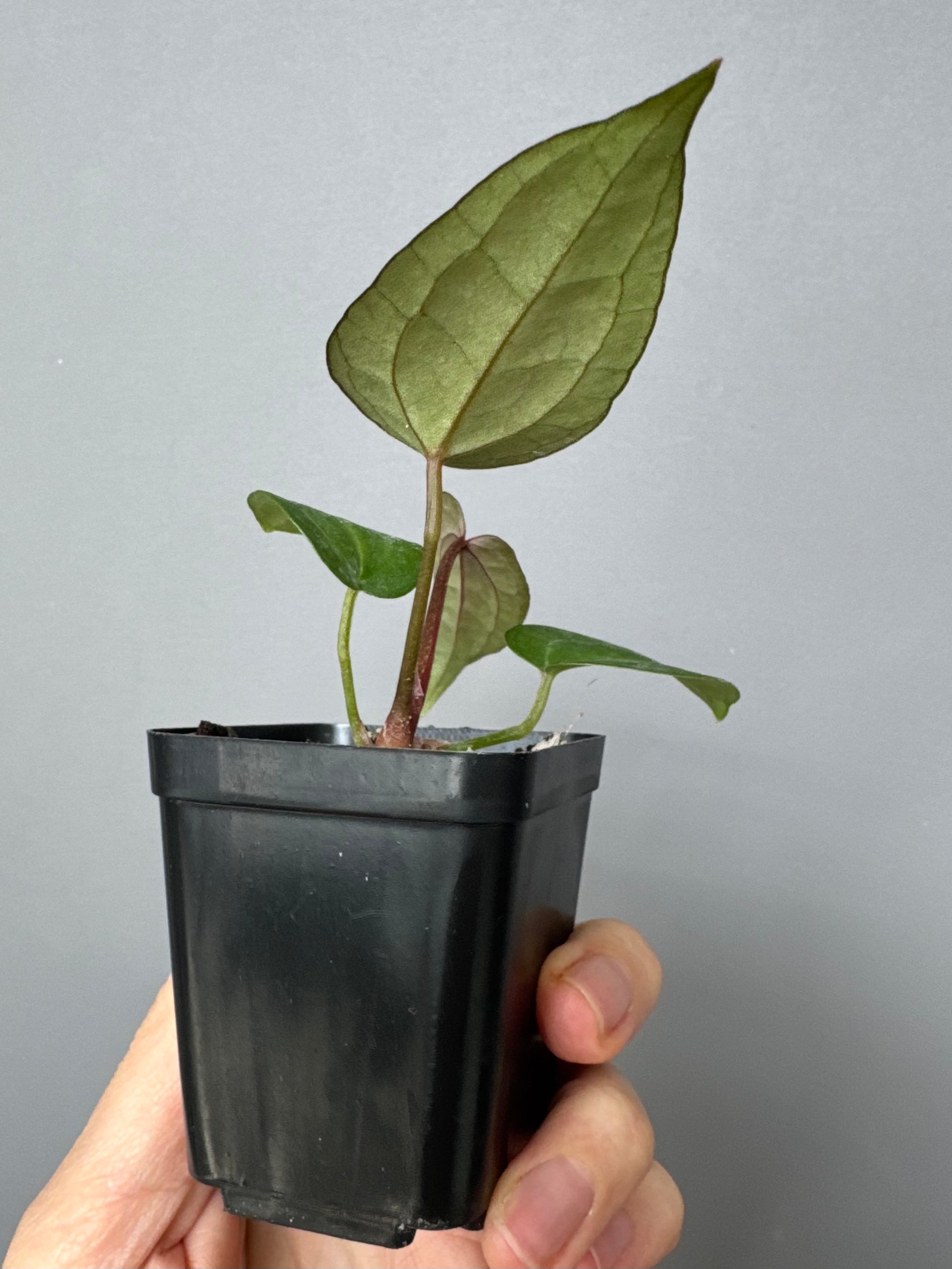 Anthurium Michelle x (AOS dfxgf)