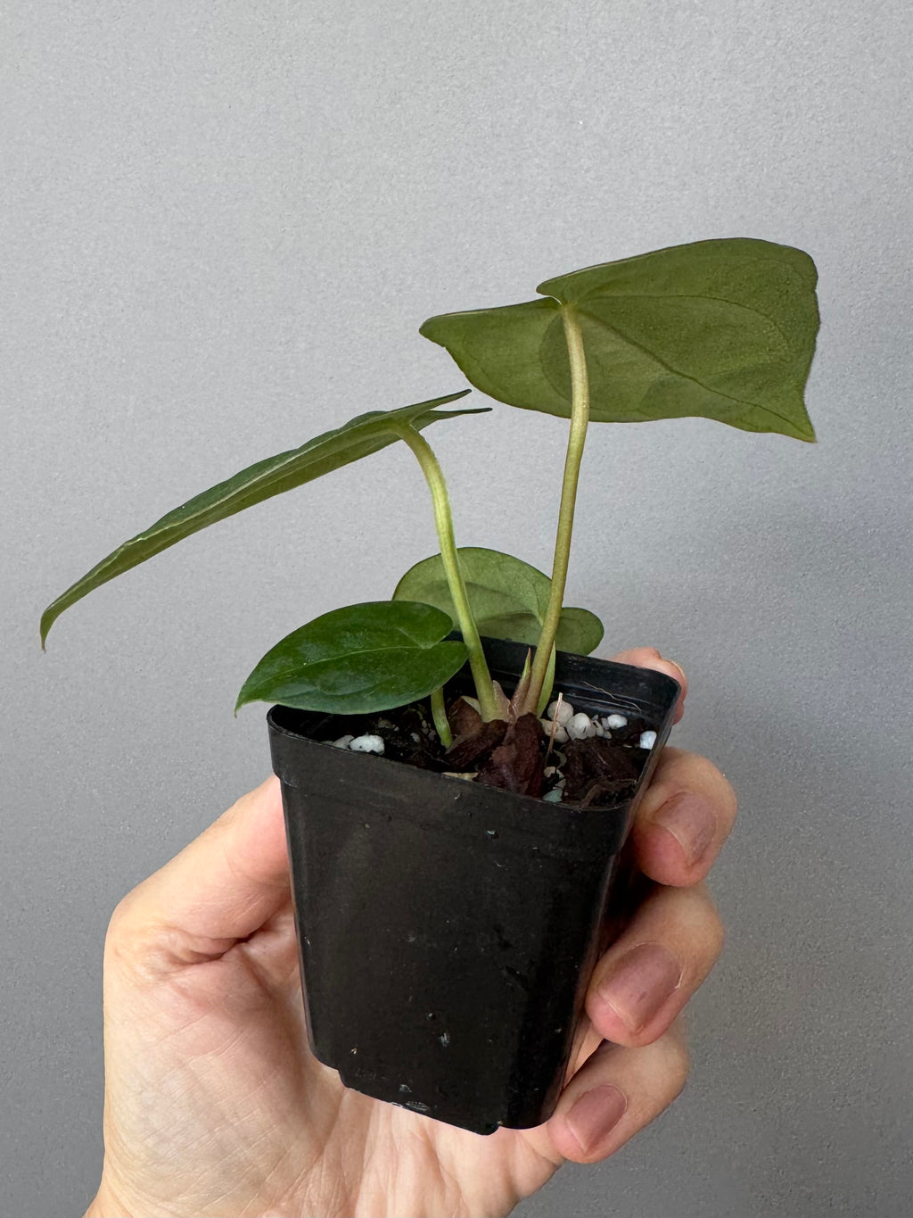 ForgetiiX x  (AOS x Carlablackiae)