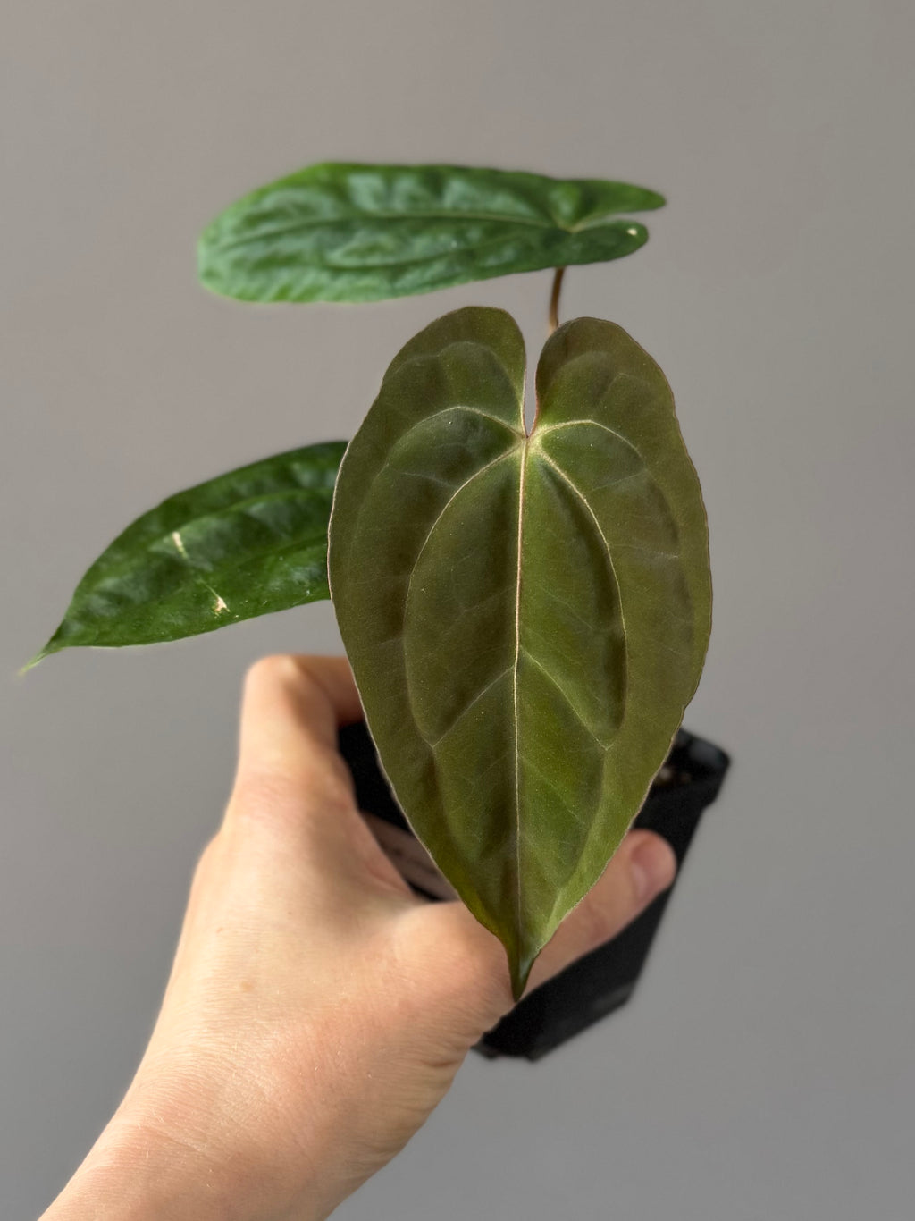 Anthurium Besseae aff. x Papillilaminum