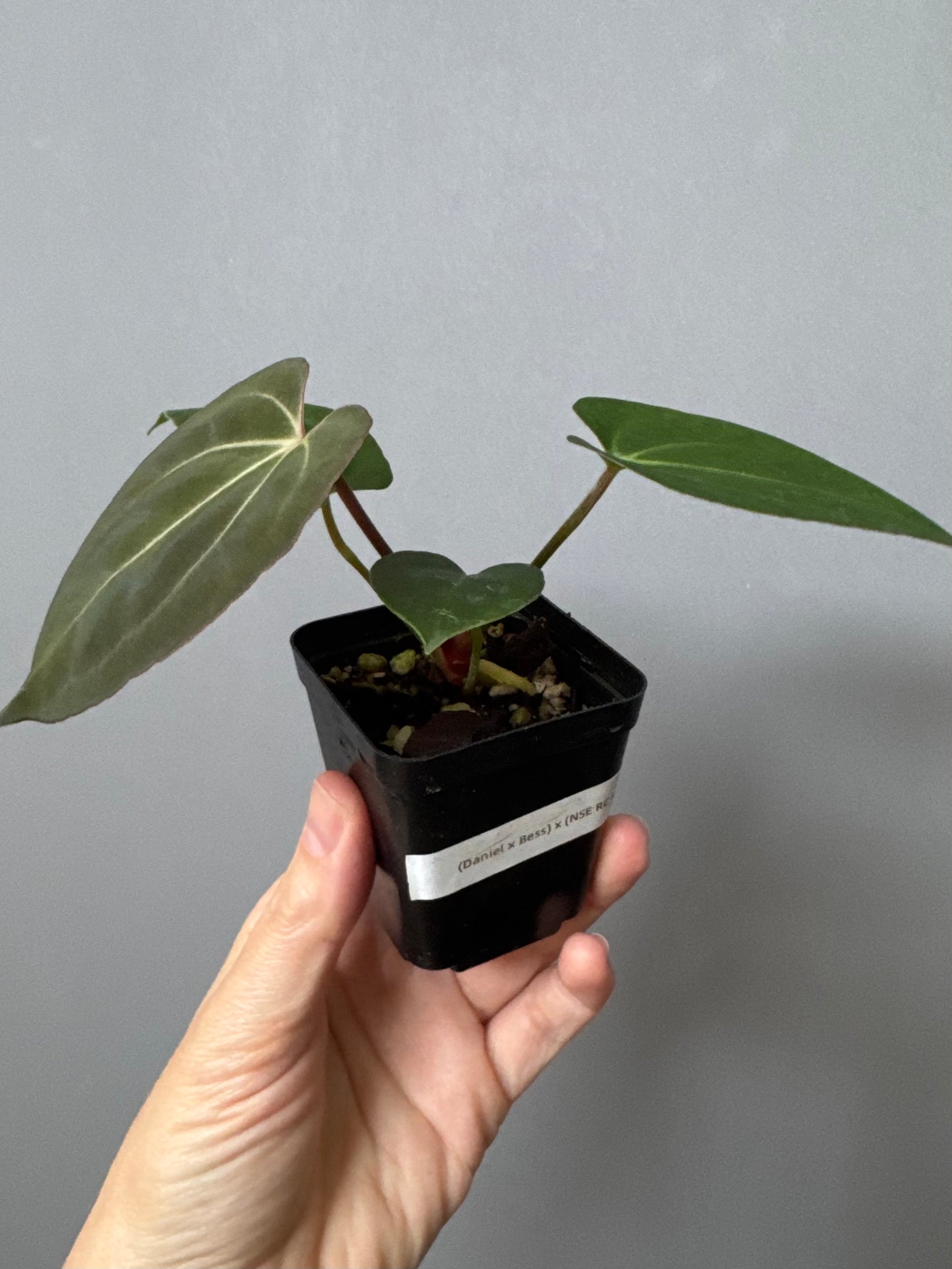Anthurium (Papillilaminum Daniel x Besseae aff.) x  (NSE Red Crystallinum x Carlablackiae)