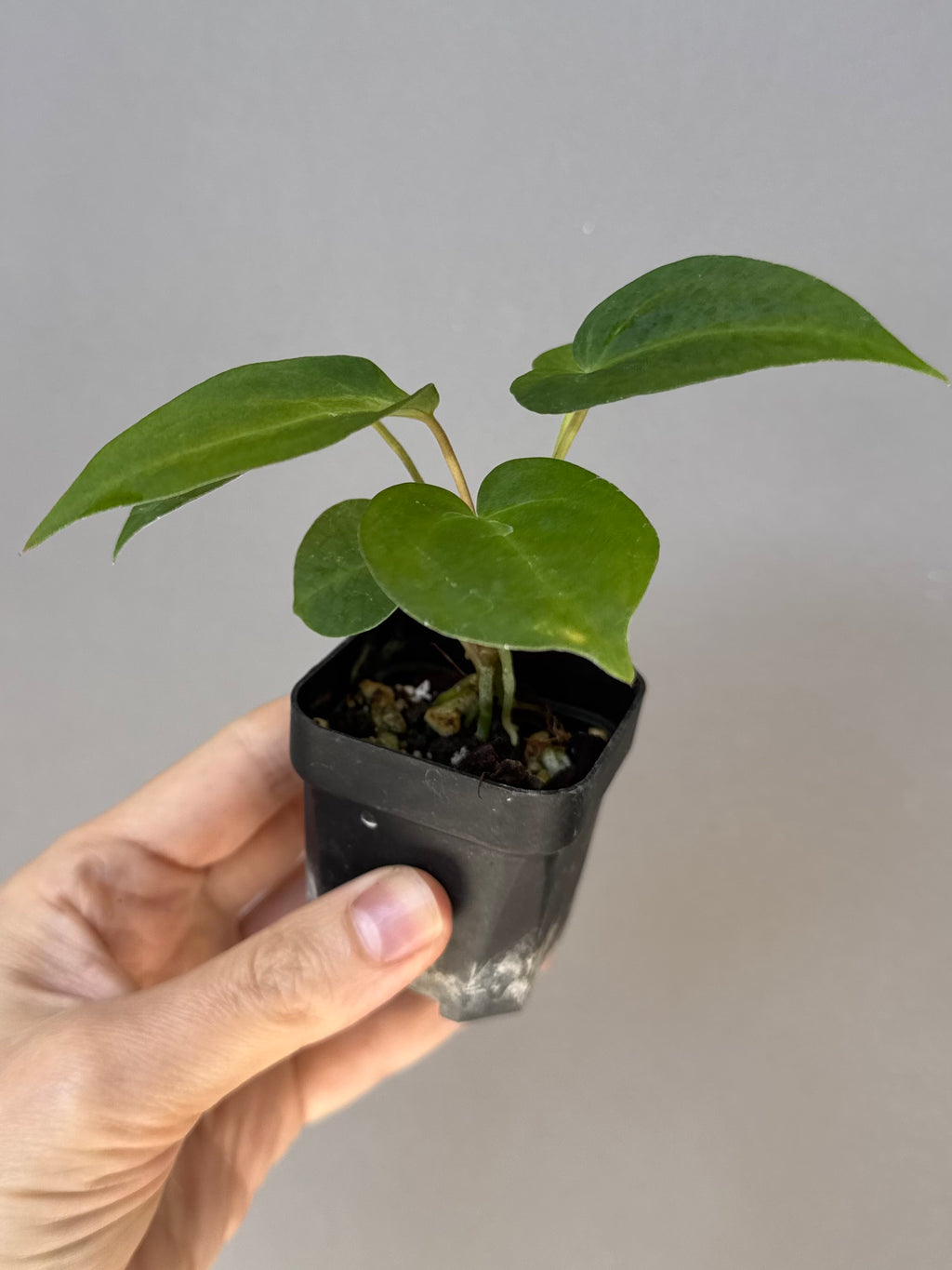 Anthurium (MagCrystal x NoID) x Papillilaminum