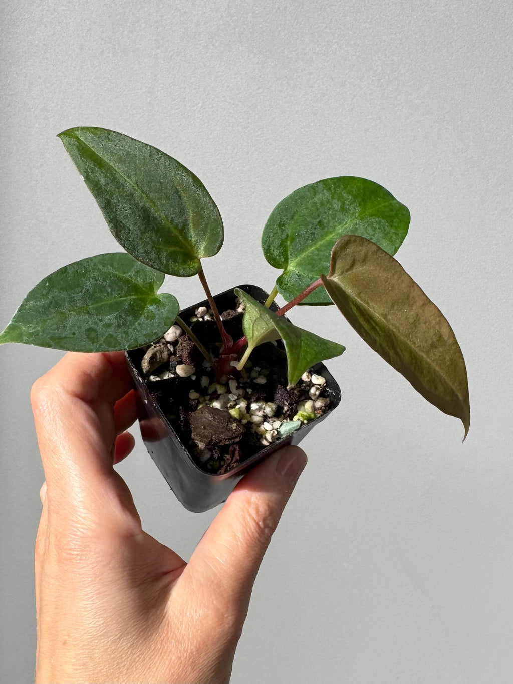 Anthurium (MagCrystal x NoID) x Papillilaminum