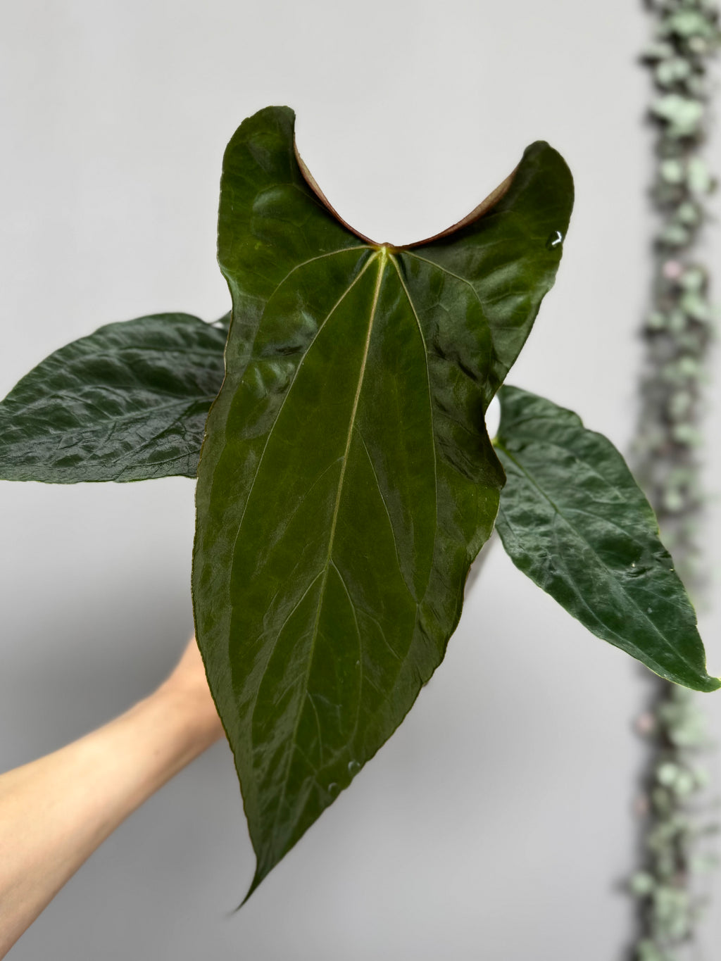 Anthurium papillilaminum Ralph Lynam xself (Dwane)