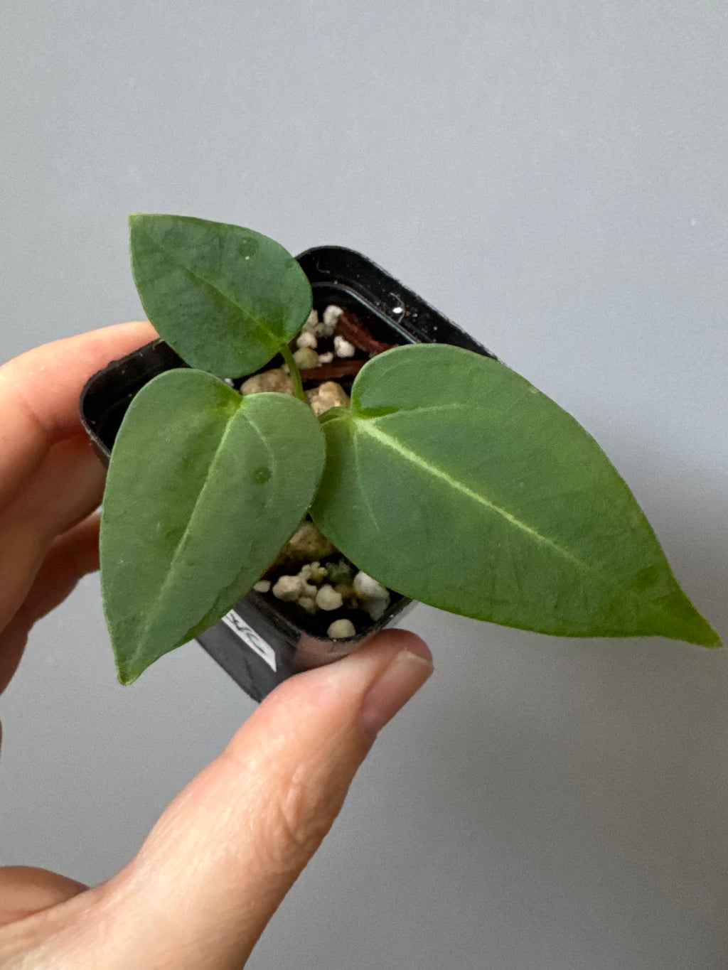 Anthurium (CrystallimumX x Indo portillae) x (DH x RVC)
