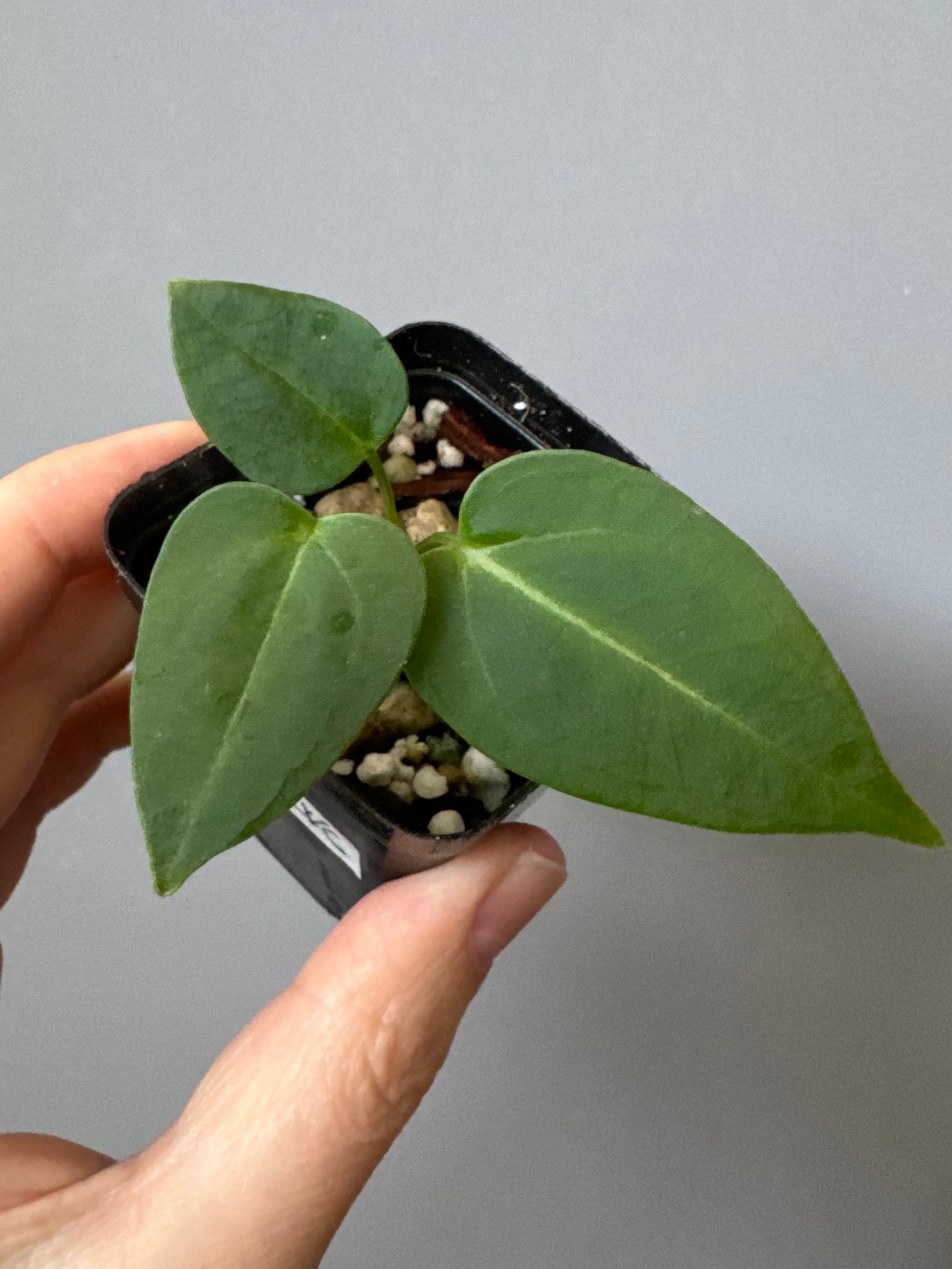 Anthurium (CrystallimumX x Indo portillae) x (DH x RVC)