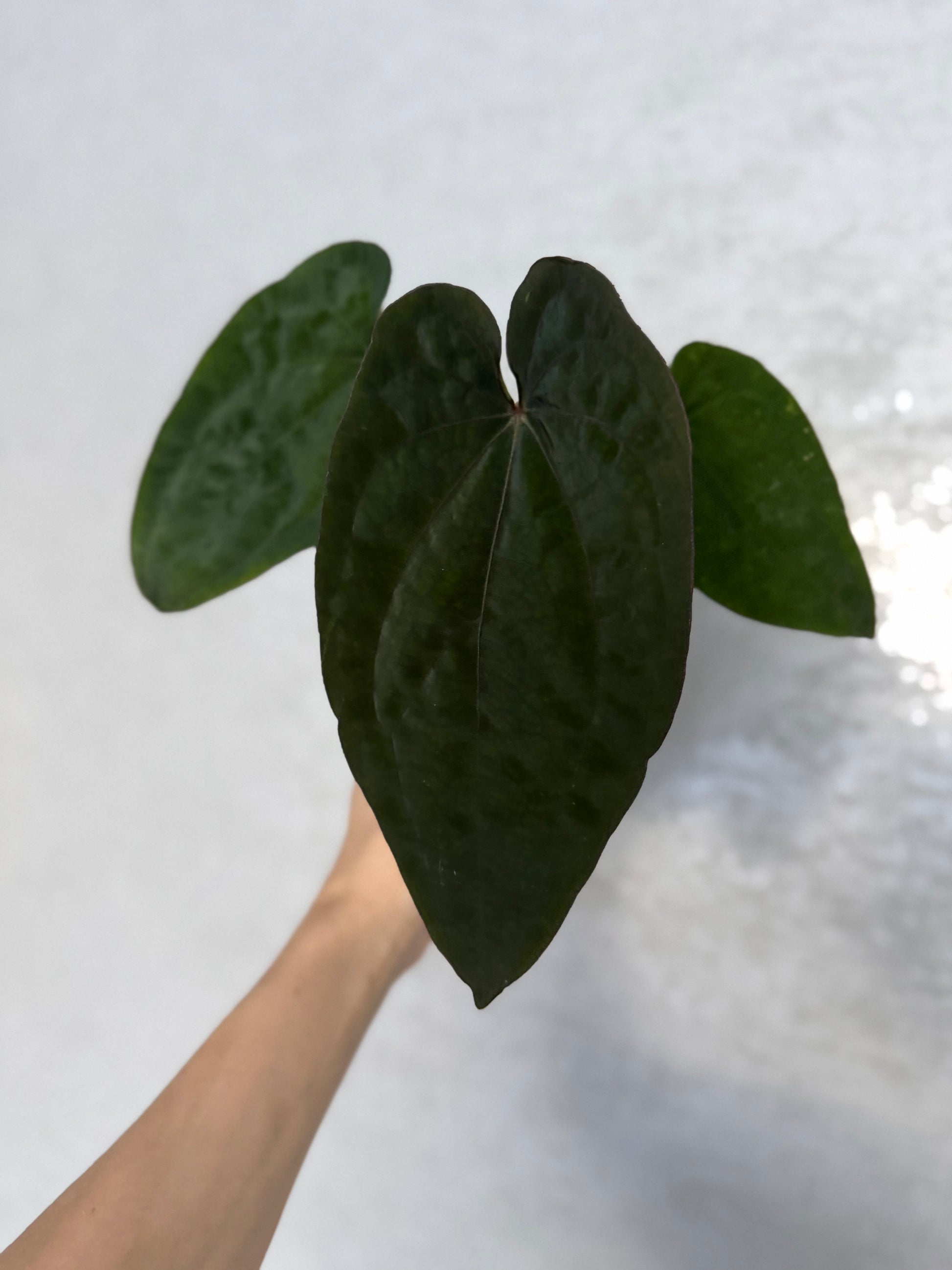 Anthurium Dressleri RG F2 x black (Grant)