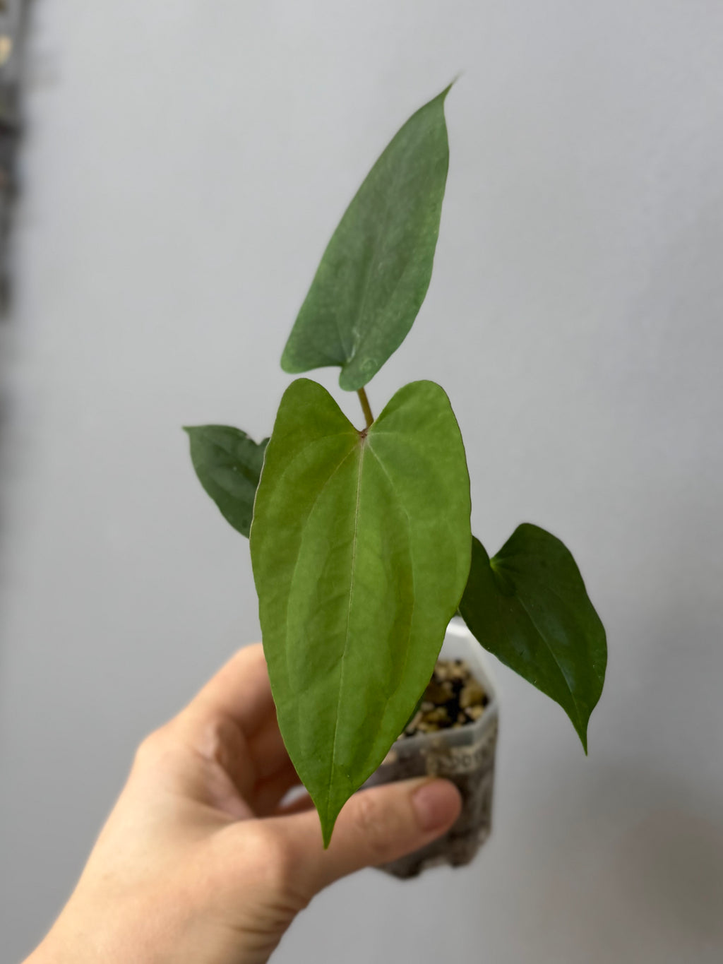 Anthurium ((BVEP x Portillae Dorito) x (Dark Phoenix x Goliath)) x (Fort Sherman x RVDP)