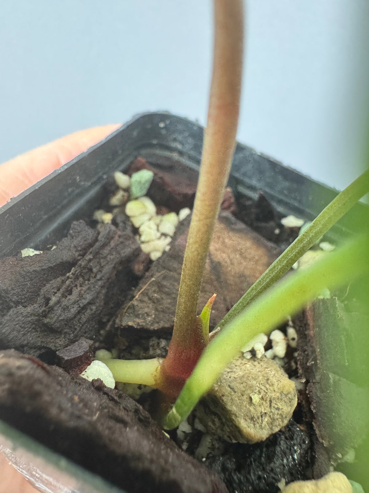 Anthurium RVDP x Carlablackiae