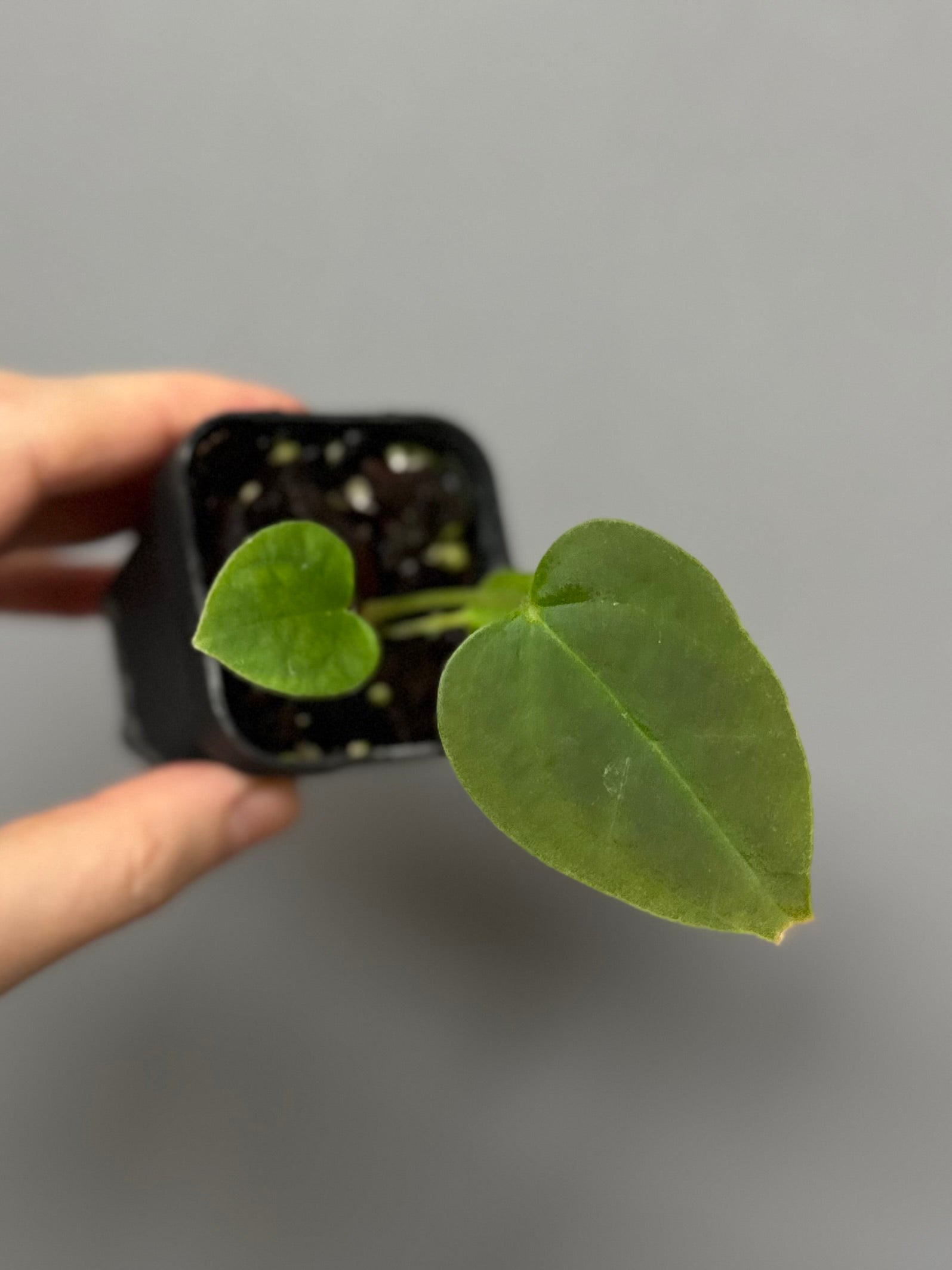 Anthurium papillilaminum x forgetii