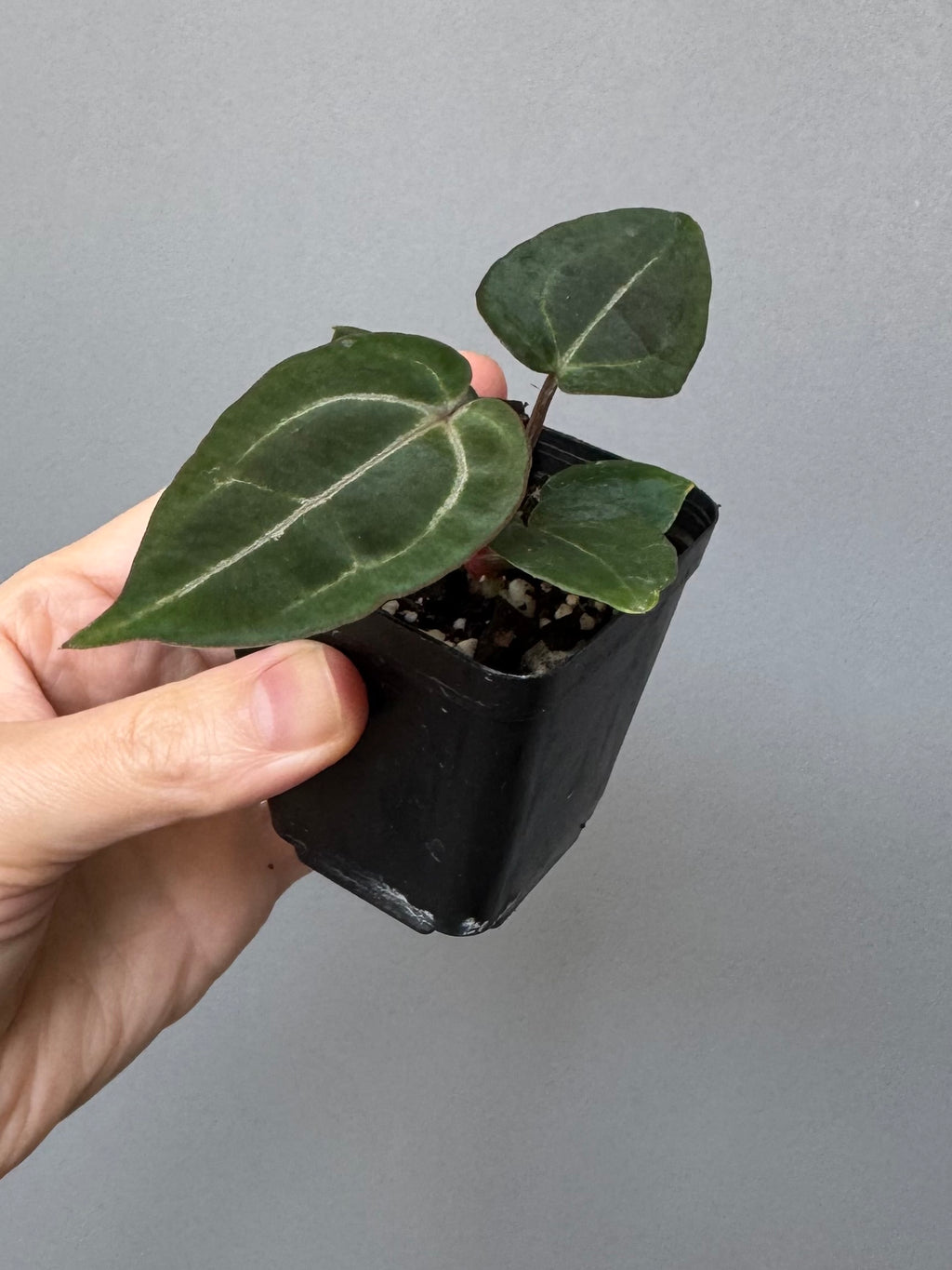 Anthurium (ZxM) x  (NSE Red Crystallinum x Carlablackiae)