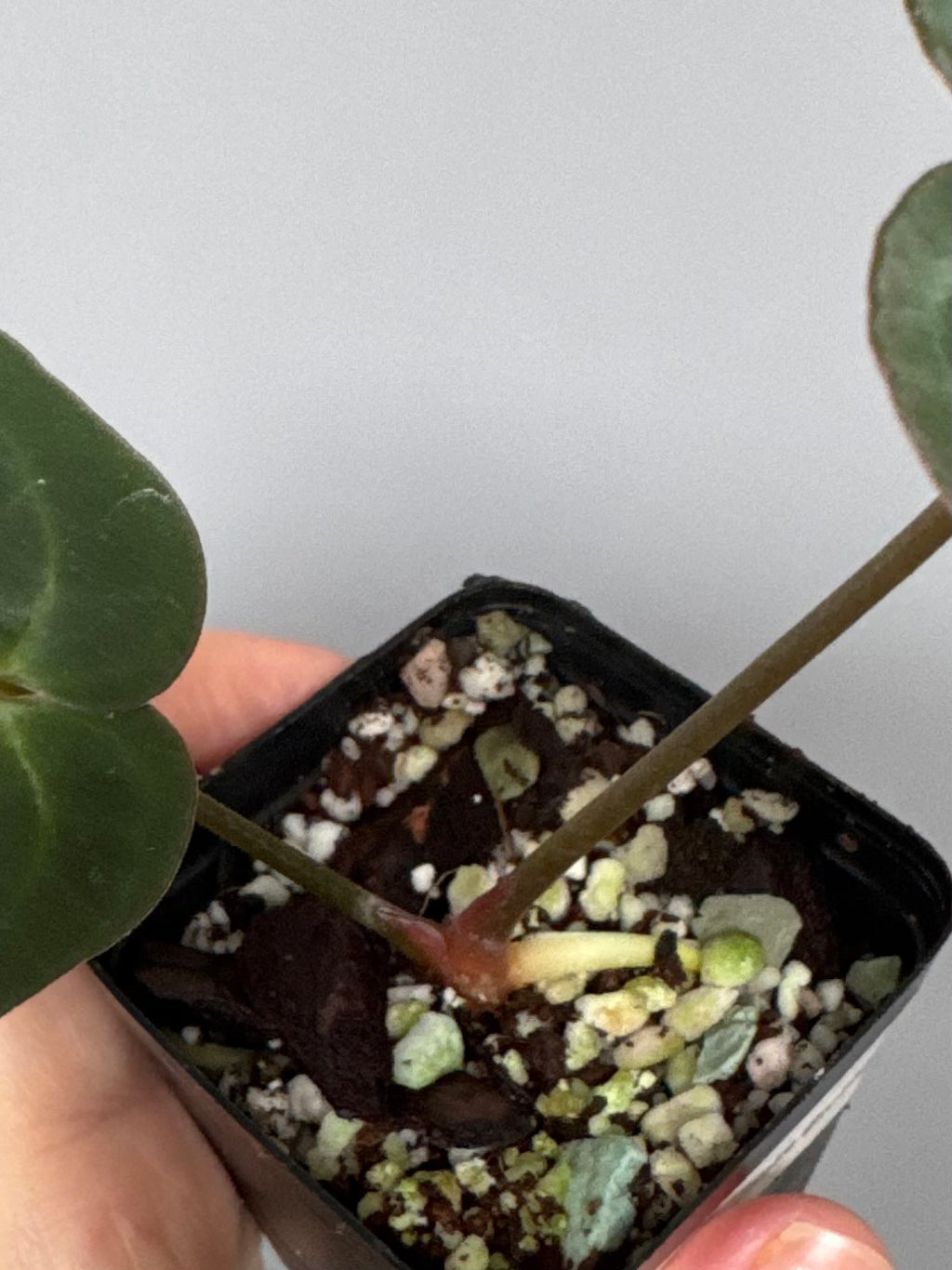 Anthurium papillilaminum x Michelle