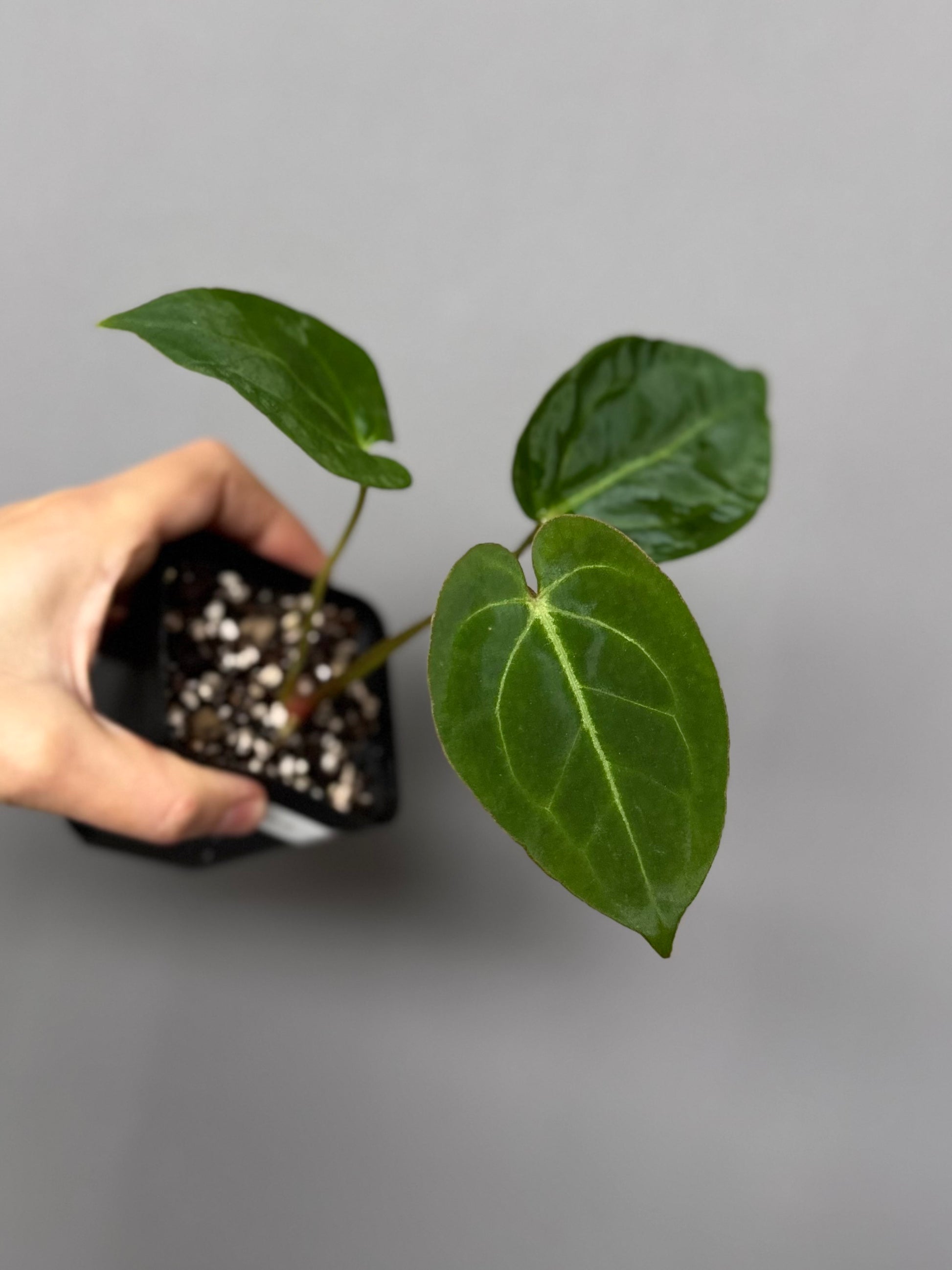 Anthurium magnificum x besseae aff.