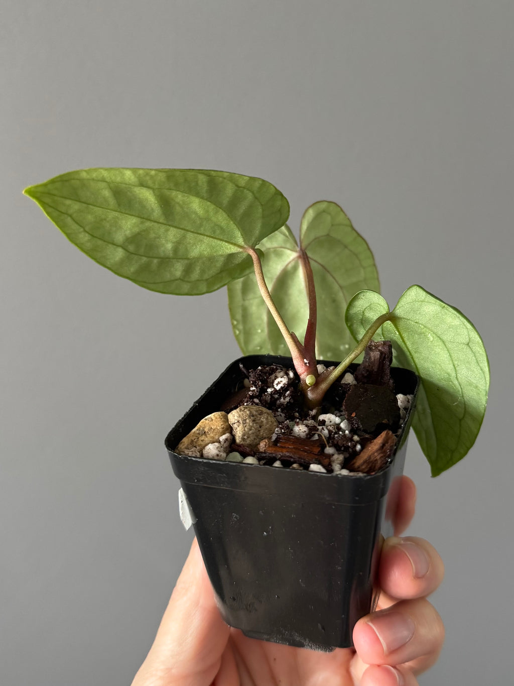 Anthurium (AOS x forgetii) x RVDP