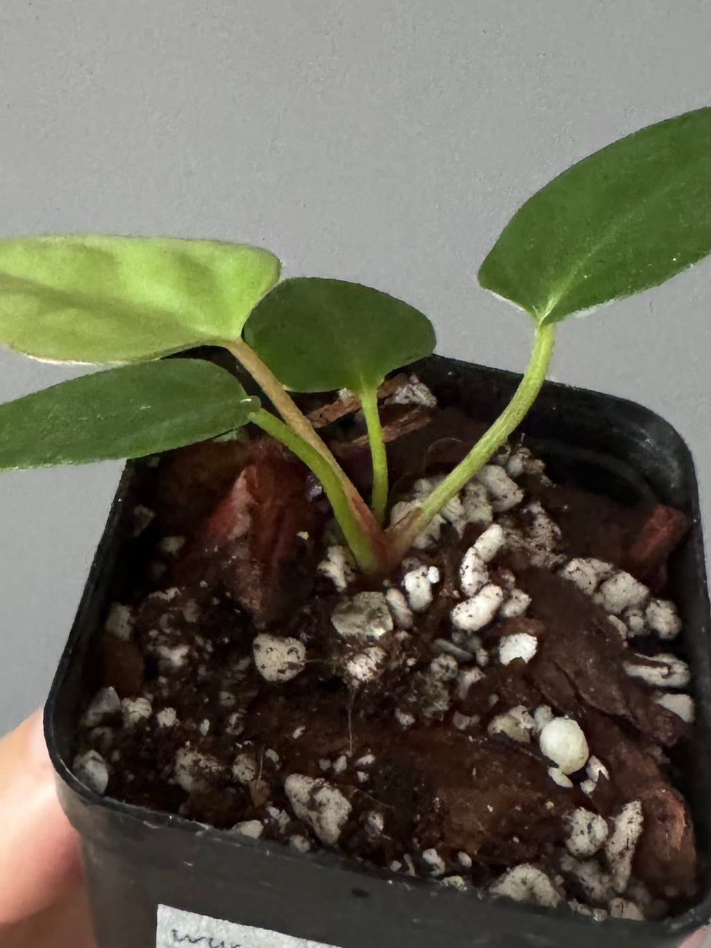 Anthurium Mr. Worldwide x (RG dress x Carla ‘Amanda’) (#2)
