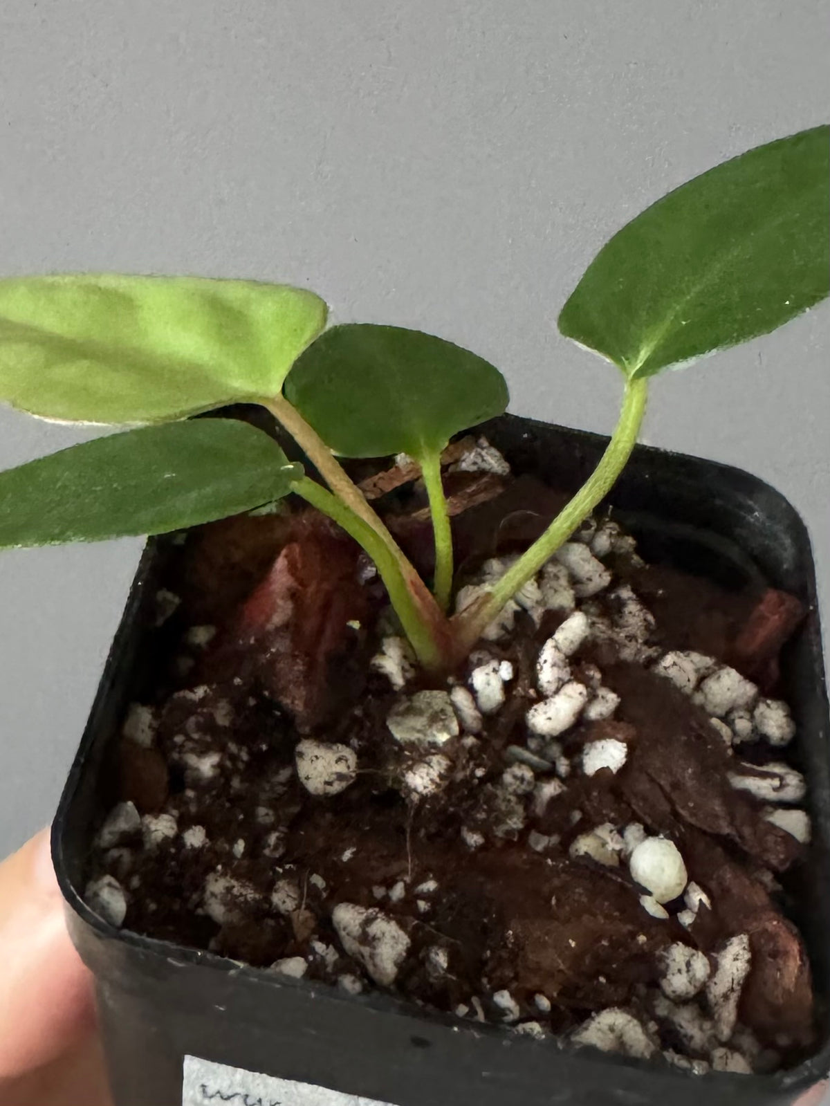 Anthurium Mr. Worldwide x (RG dress x Carla ‘Amanda’) (#2)