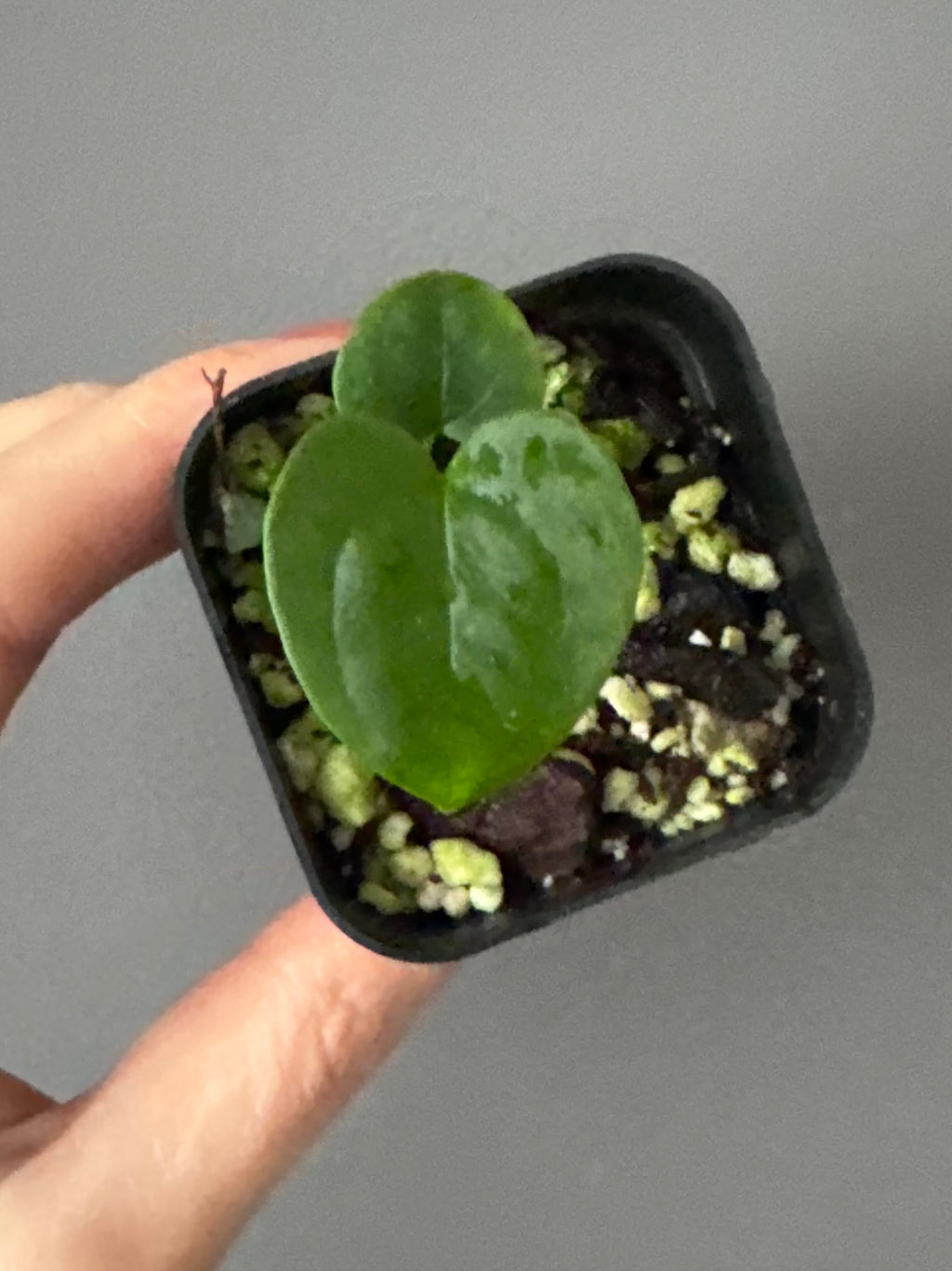 Anthurium AOS x forgetii dark