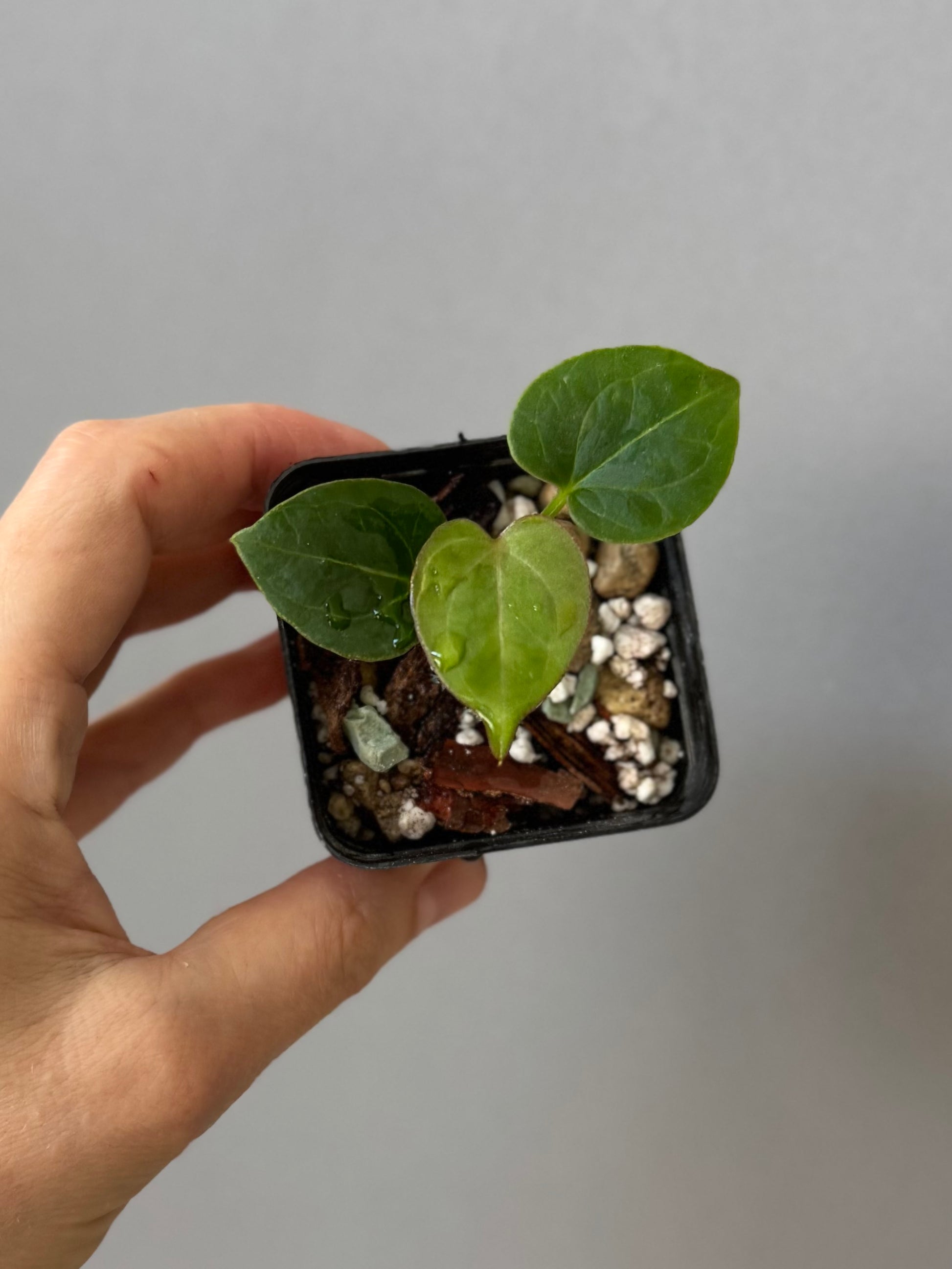 Anthurium King of Spades KOS/HU (#1)