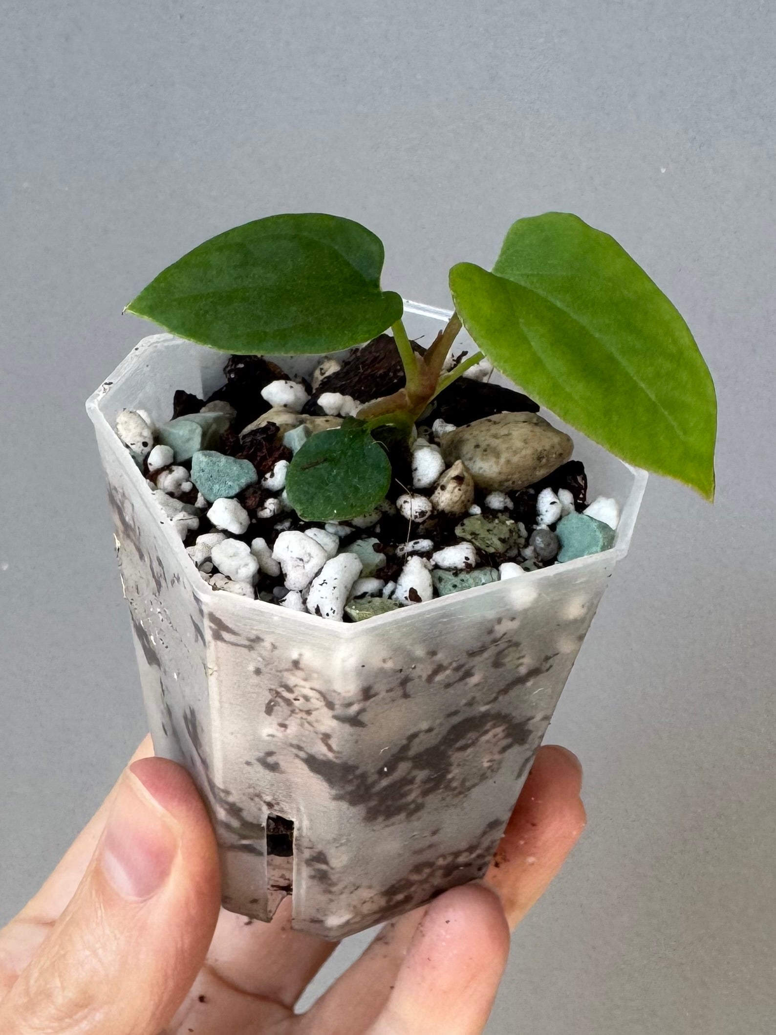 Anthurium Antolakii/ BVEP (Round x Felix) X Felix (Justin Jones / createdinagarden)