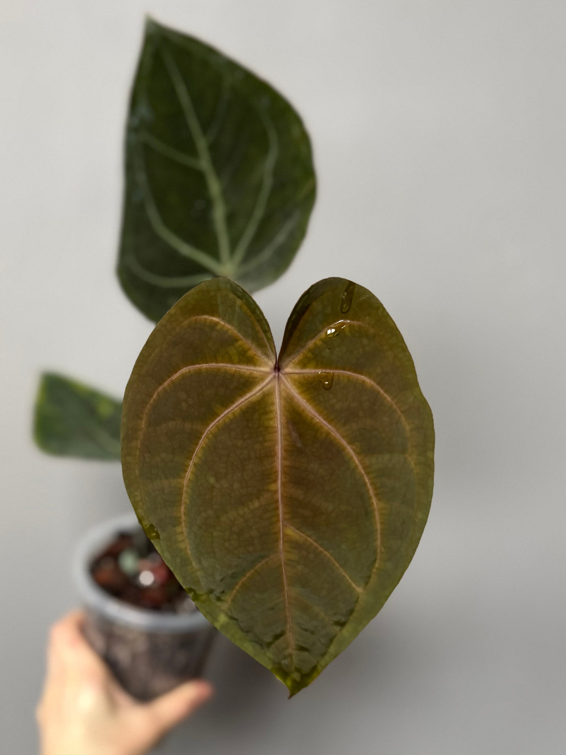 Anthurium SKG Silver x Carlablackiae Wu2 (by miss_aracea)