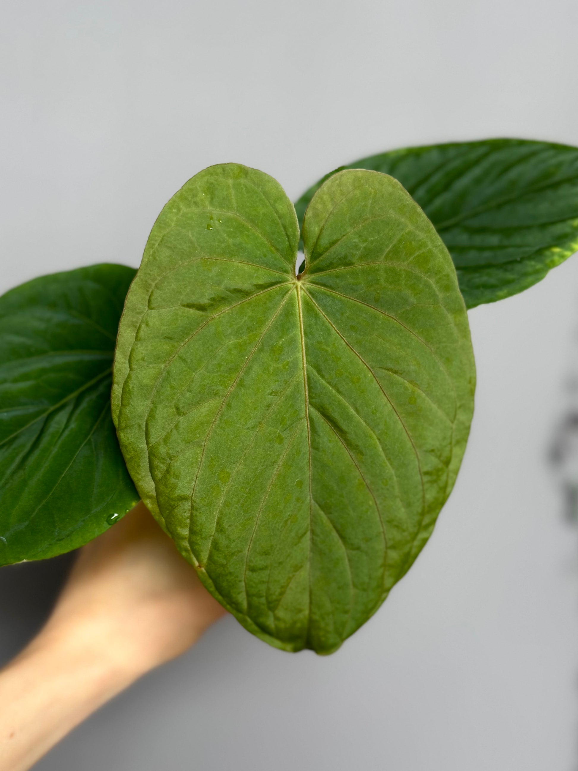 Anthurium kunayalense PM5 x PM3 (Grant)