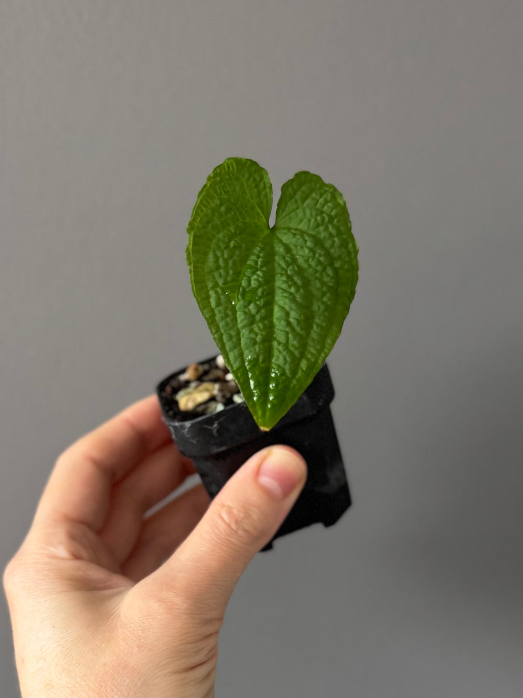 Anthurium clidemioides