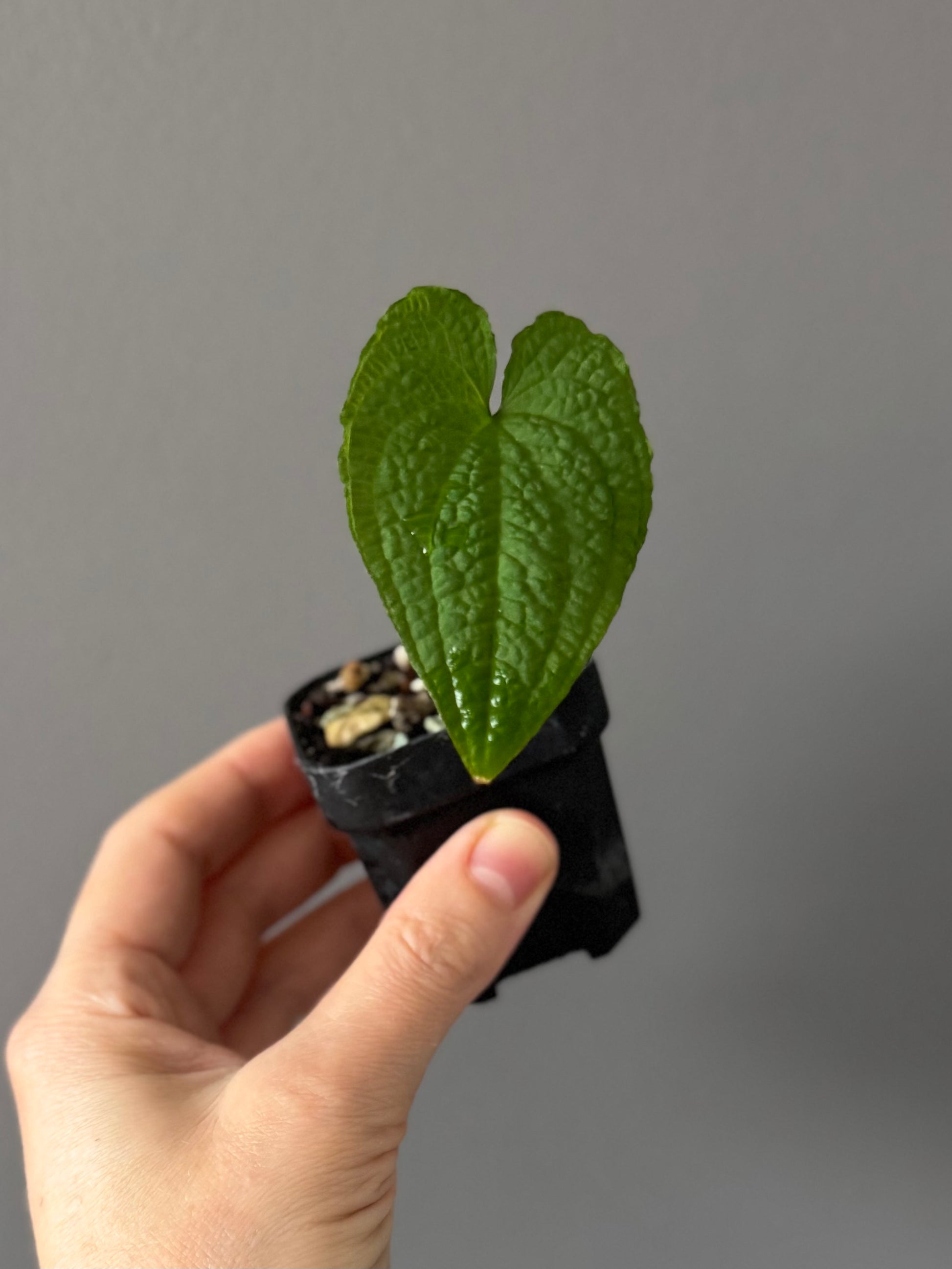 Anthurium clidemioides