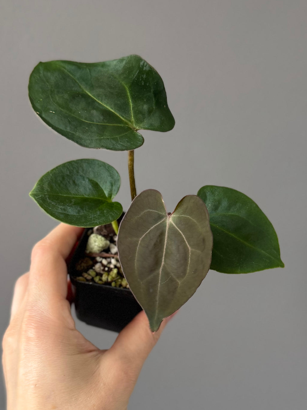 Anthurium (AOS x forgetii) x (NSE Red Crystallinum x Carlablackiae)