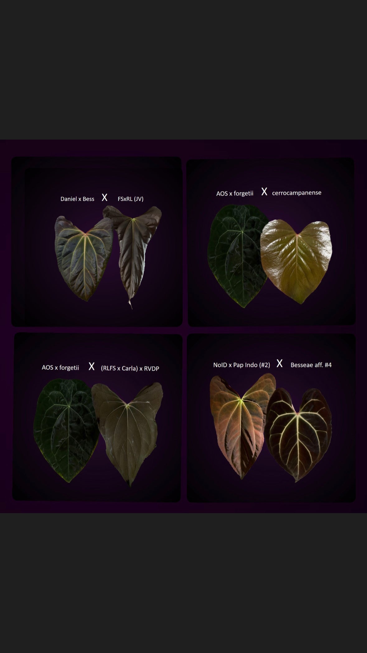 **NEW** Anthurium Seeds/ Seedlings Bundle