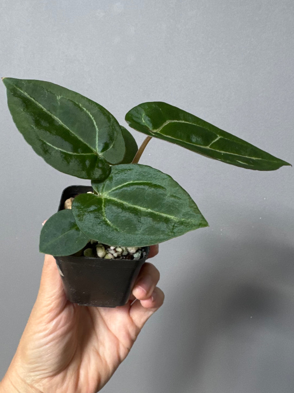 Anthurium Michelle x (AOS x Carlablackiae)